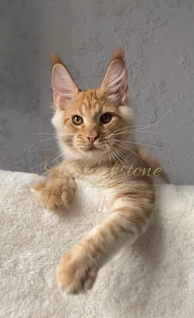 eZy Watermark_27-03-2026_01-41-00-7390PM.JPG