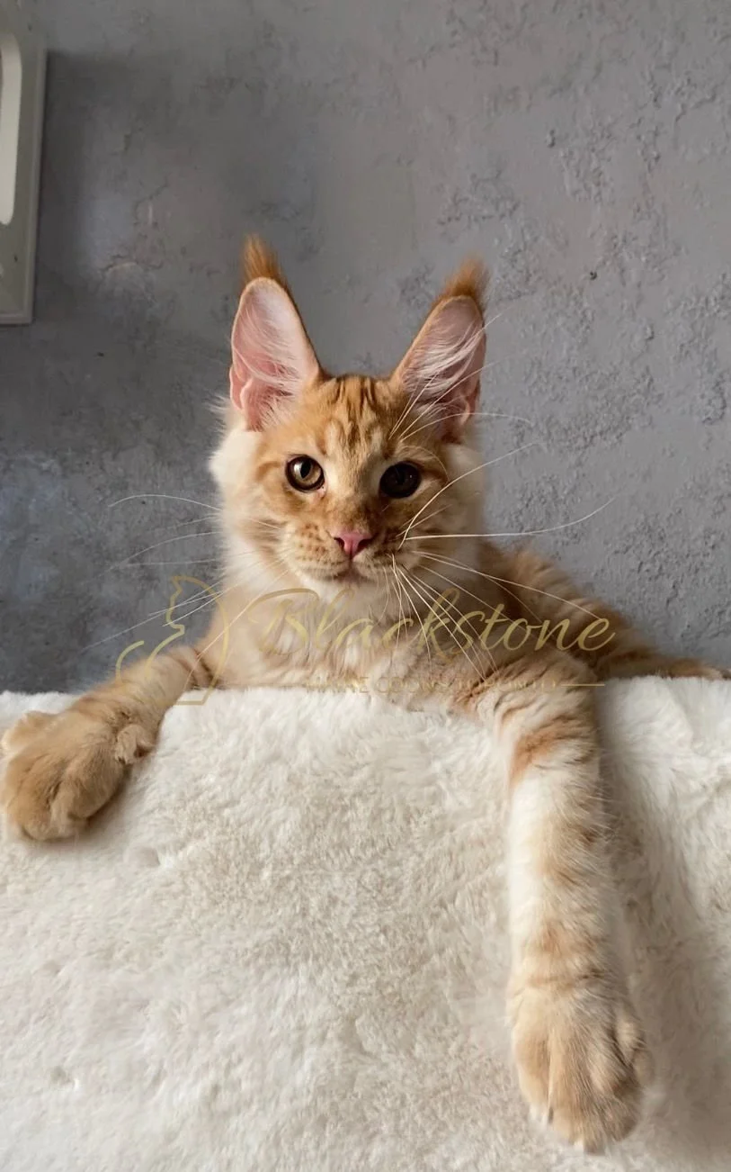 eZy Watermark_27-03-2026_01-41-00-8220PM.JPG