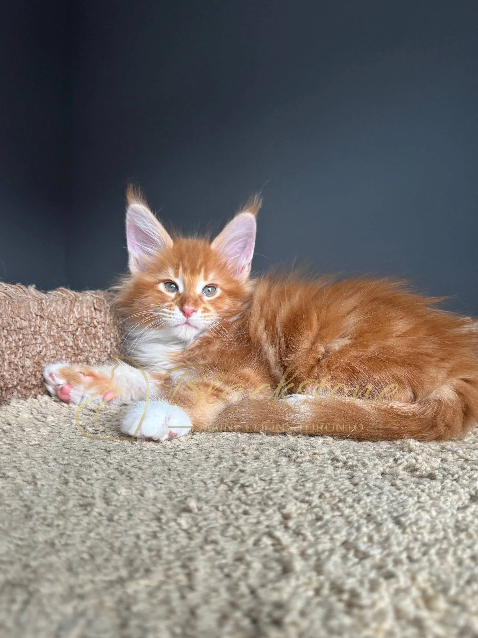 eZy Watermark_04-04-2026_08-47-15-7960PM.JPG