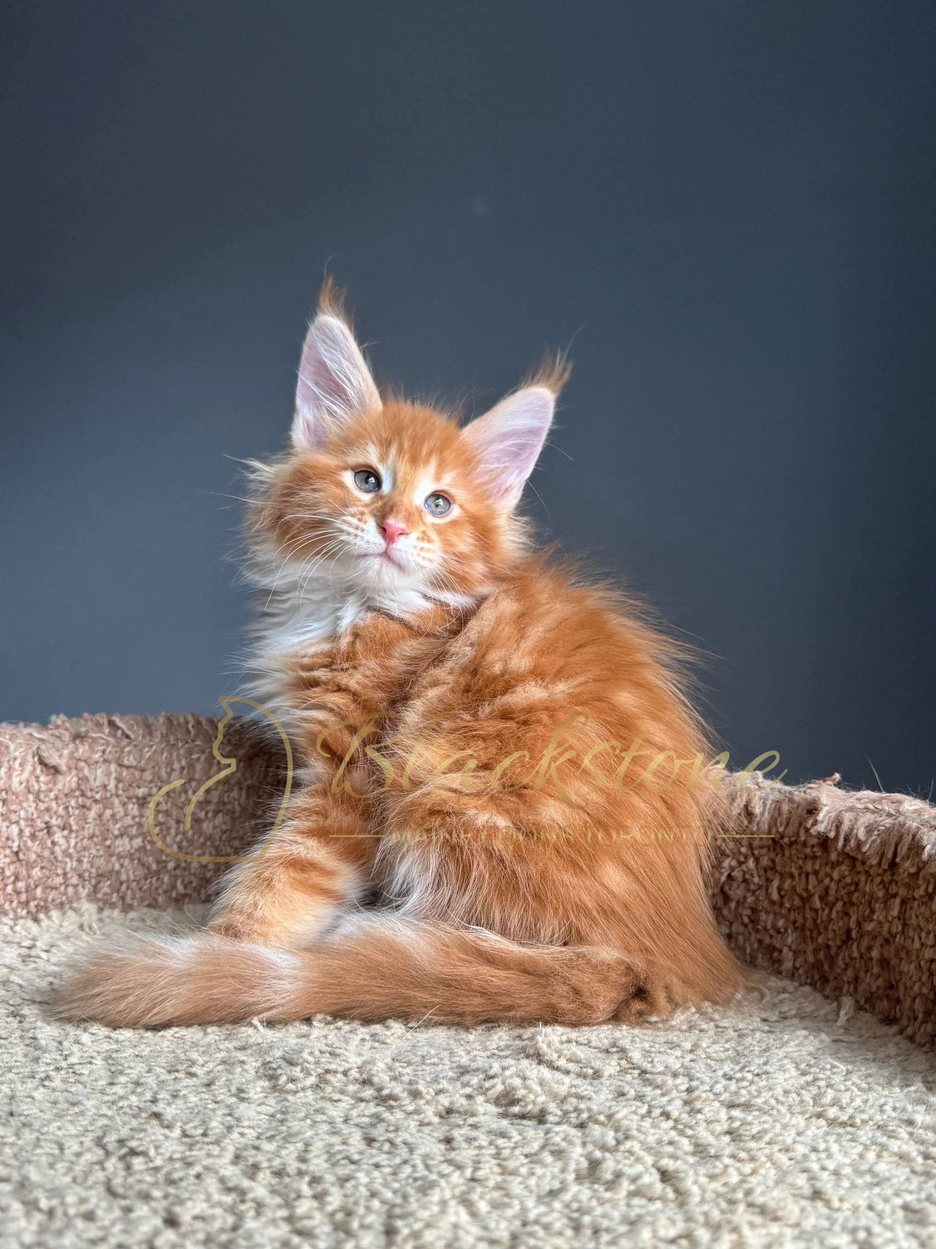 eZy Watermark_04-04-2026_08-47-16-0300PM.JPG