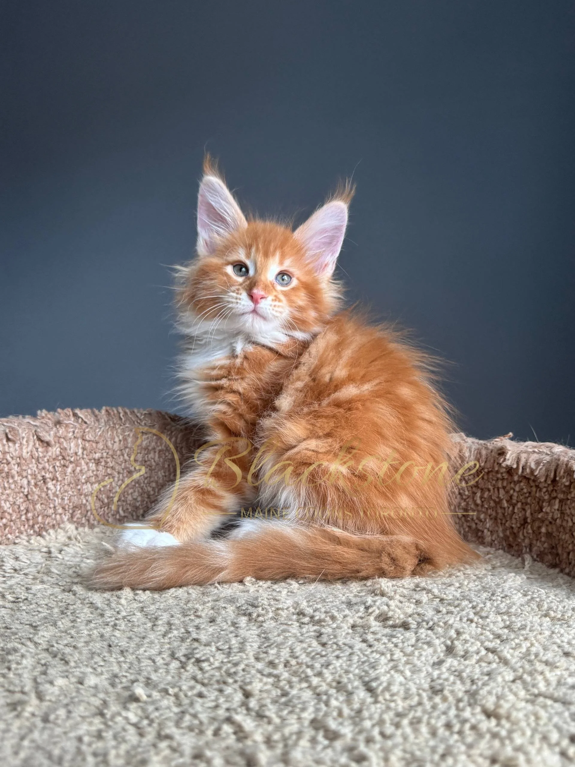 eZy Watermark_04-04-2026_08-47-16-1450PM.JPG