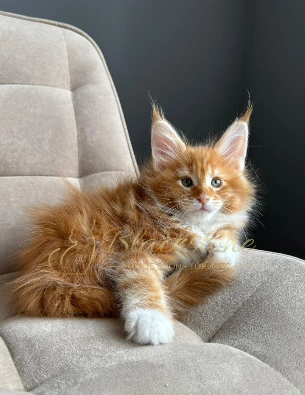 eZy Watermark_04-04-2026_08-47-16-3030PM.JPG