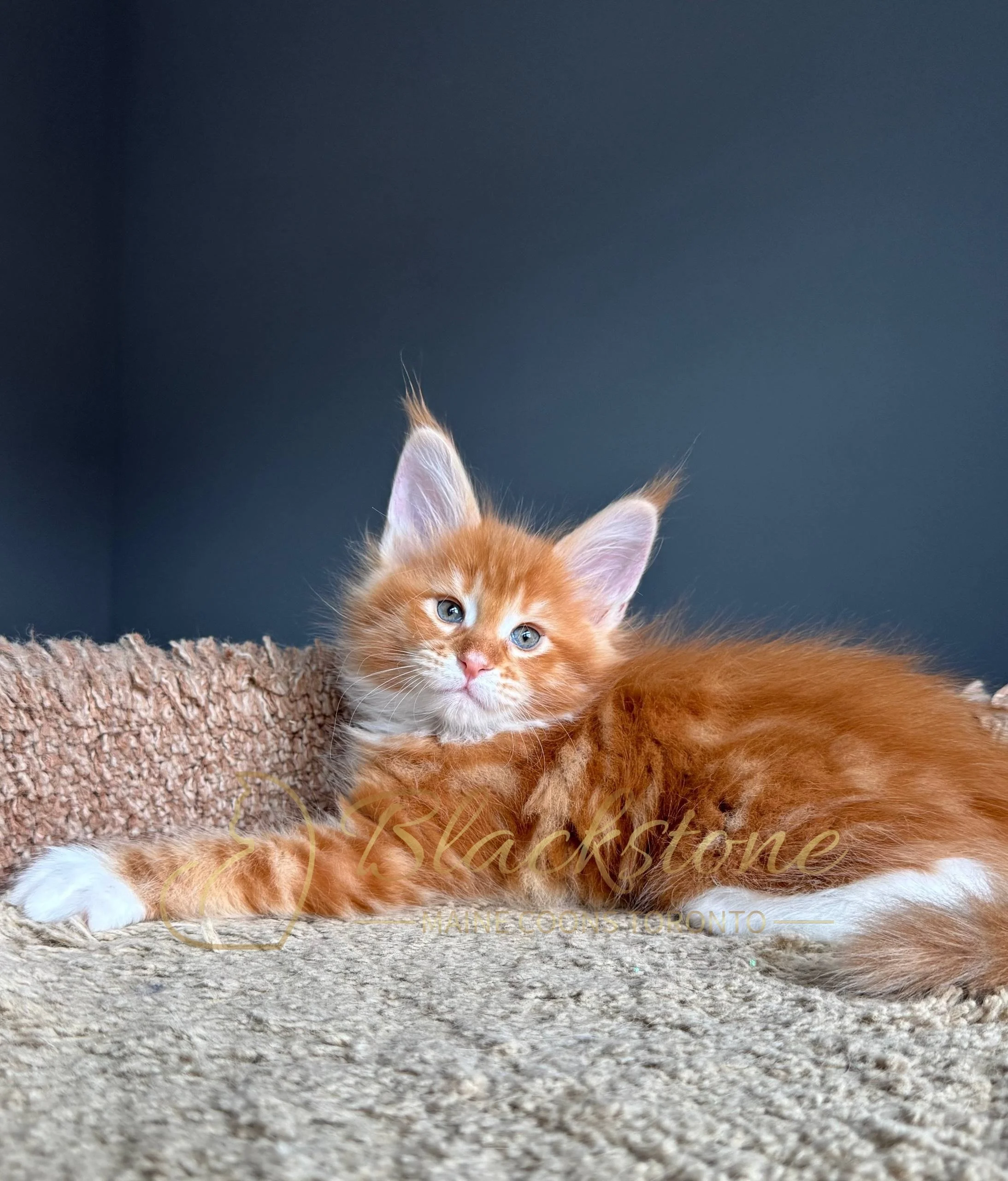 eZy Watermark_19-03-2026_04-33-54-6180PM.JPG