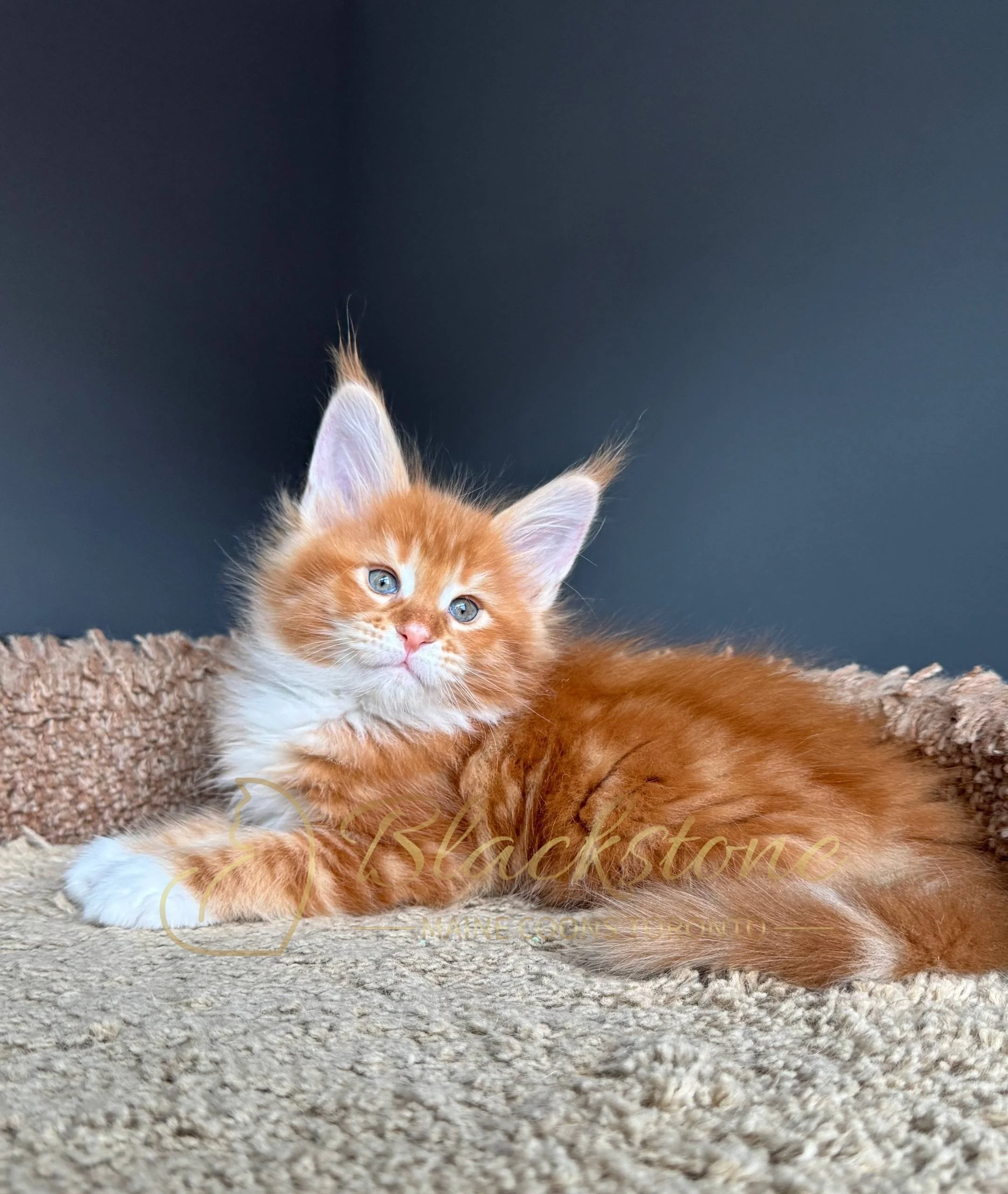 eZy Watermark_19-03-2026_04-33-54-7960PM.JPG