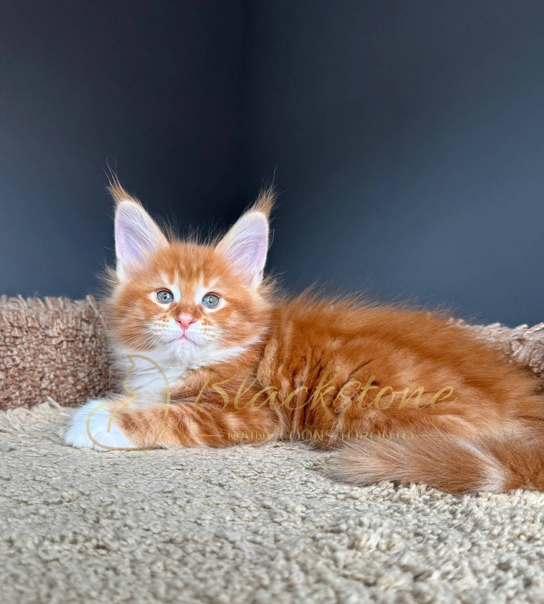 eZy Watermark_19-03-2026_04-33-54-9290PM.JPG