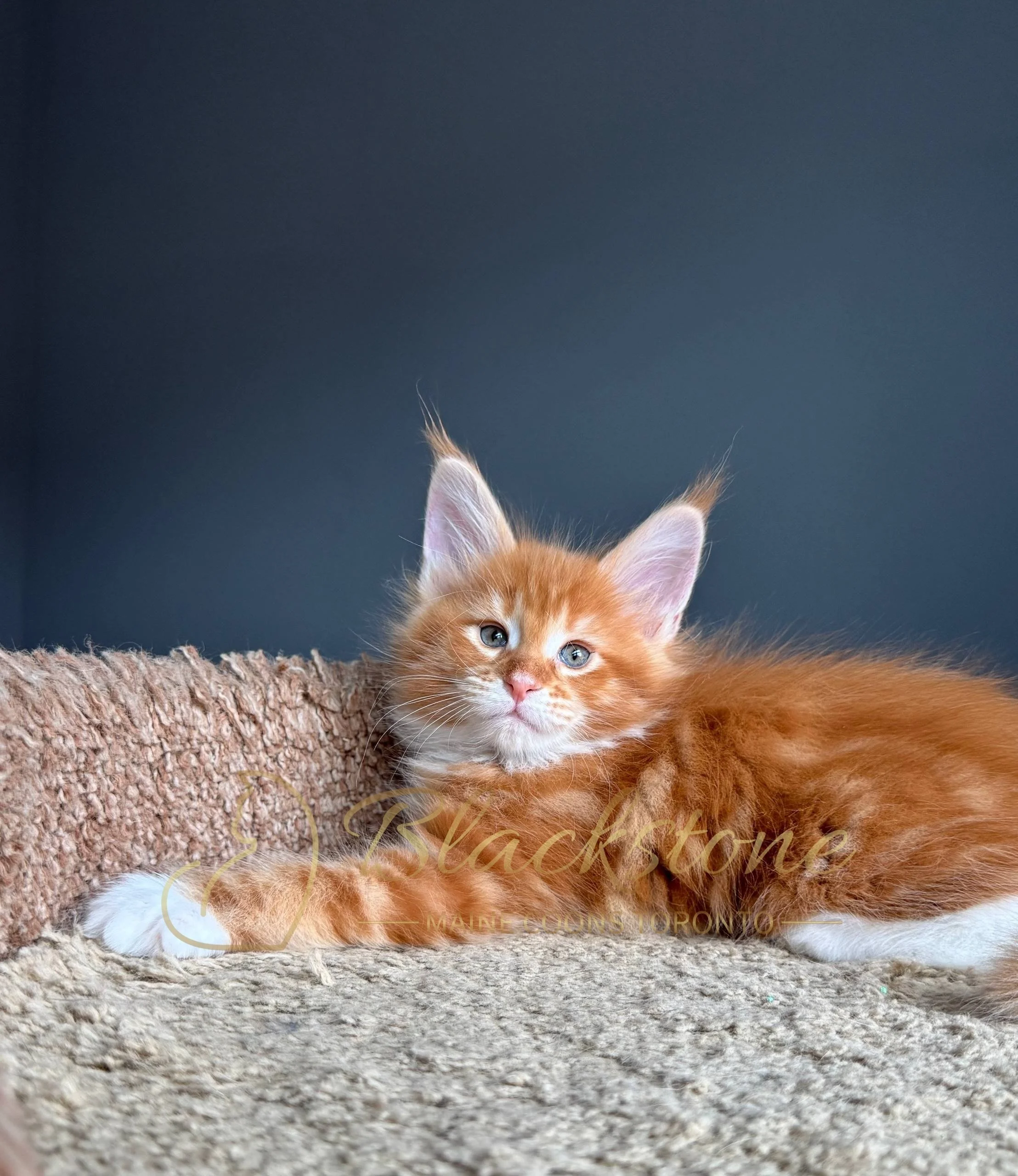 eZy Watermark_19-03-2026_04-33-55-0690PM.JPG