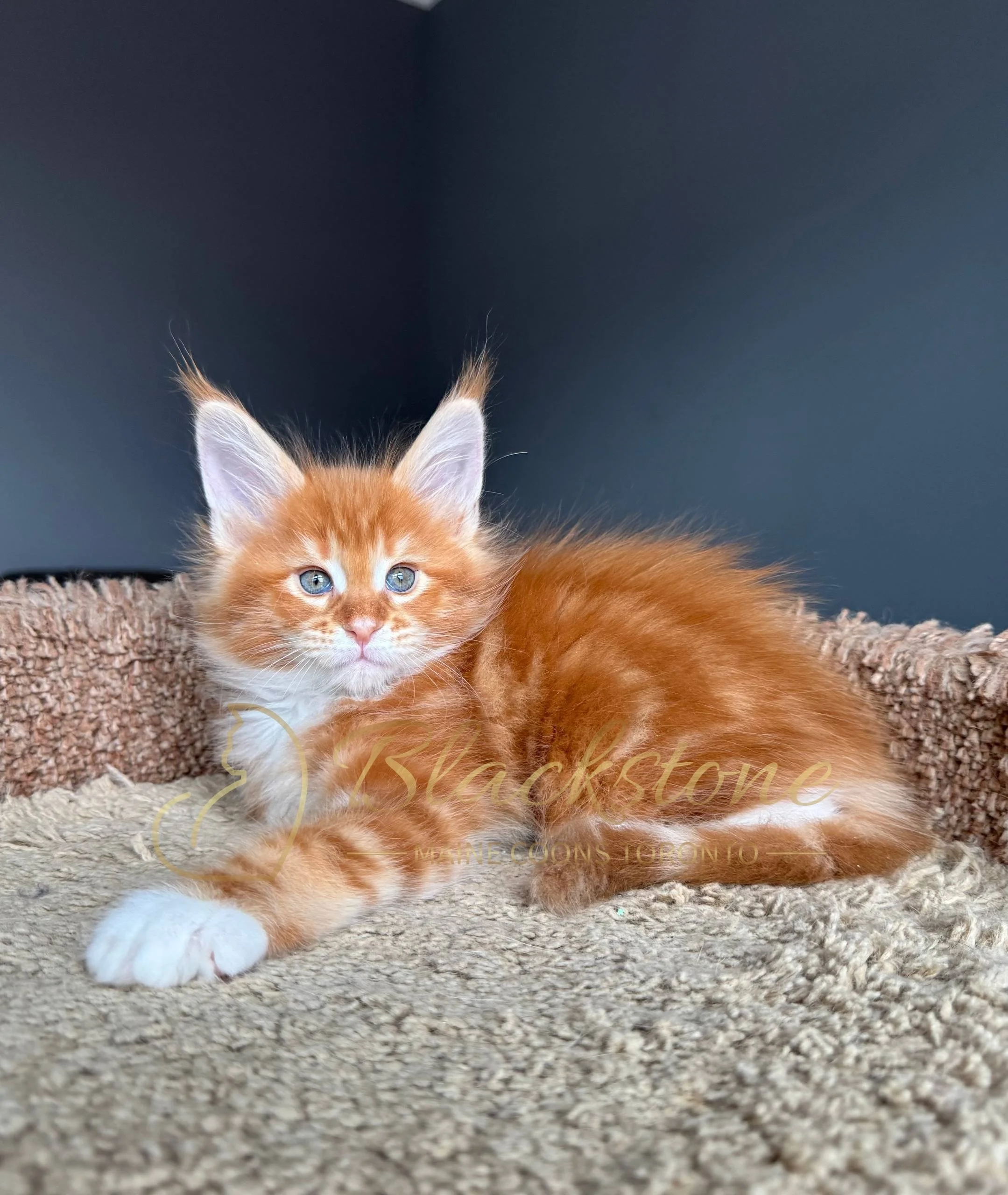 eZy Watermark_19-03-2026_04-33-55-2350PM.JPG