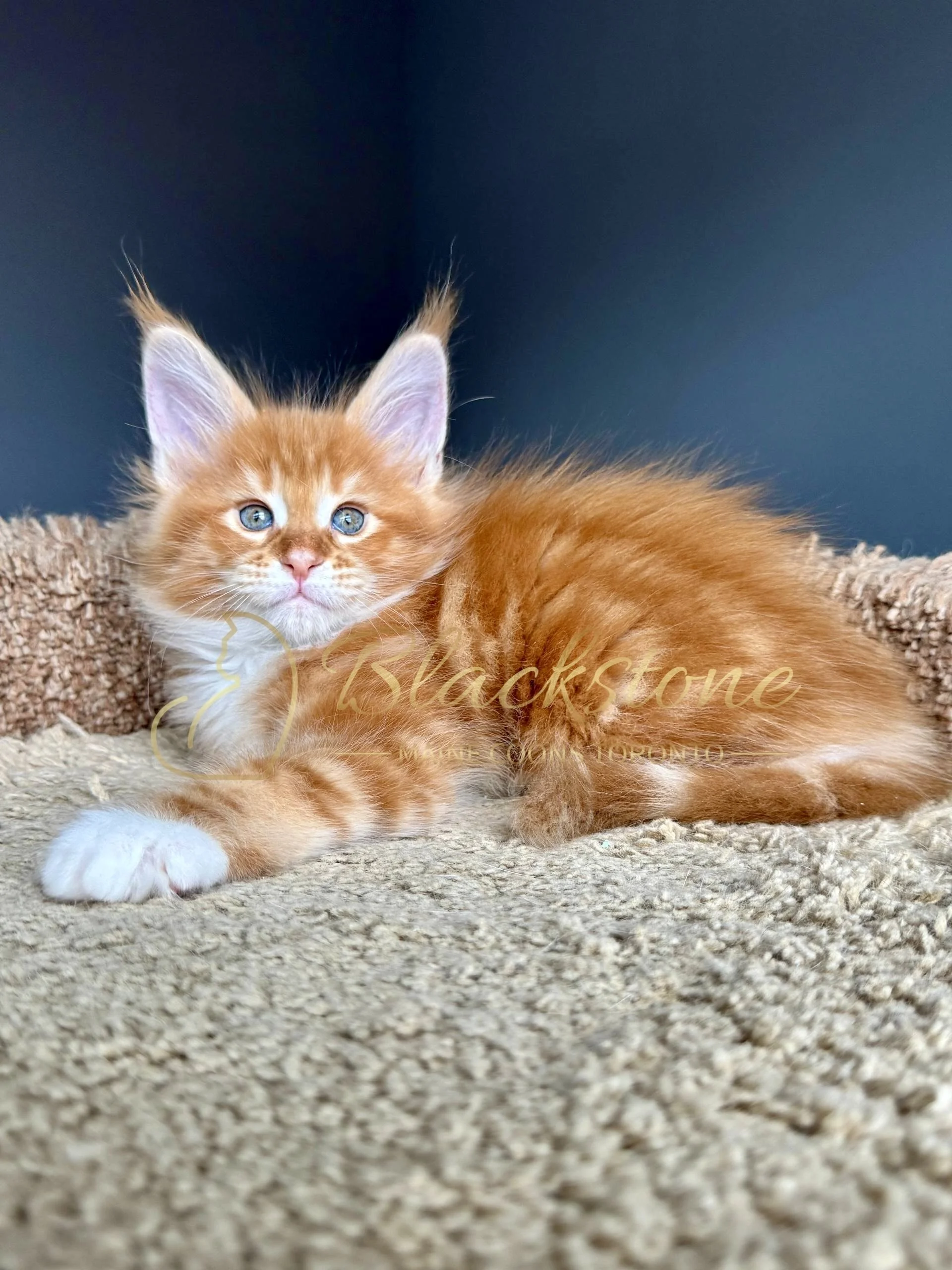 eZy Watermark_19-03-2026_04-33-55-3460PM.jpg