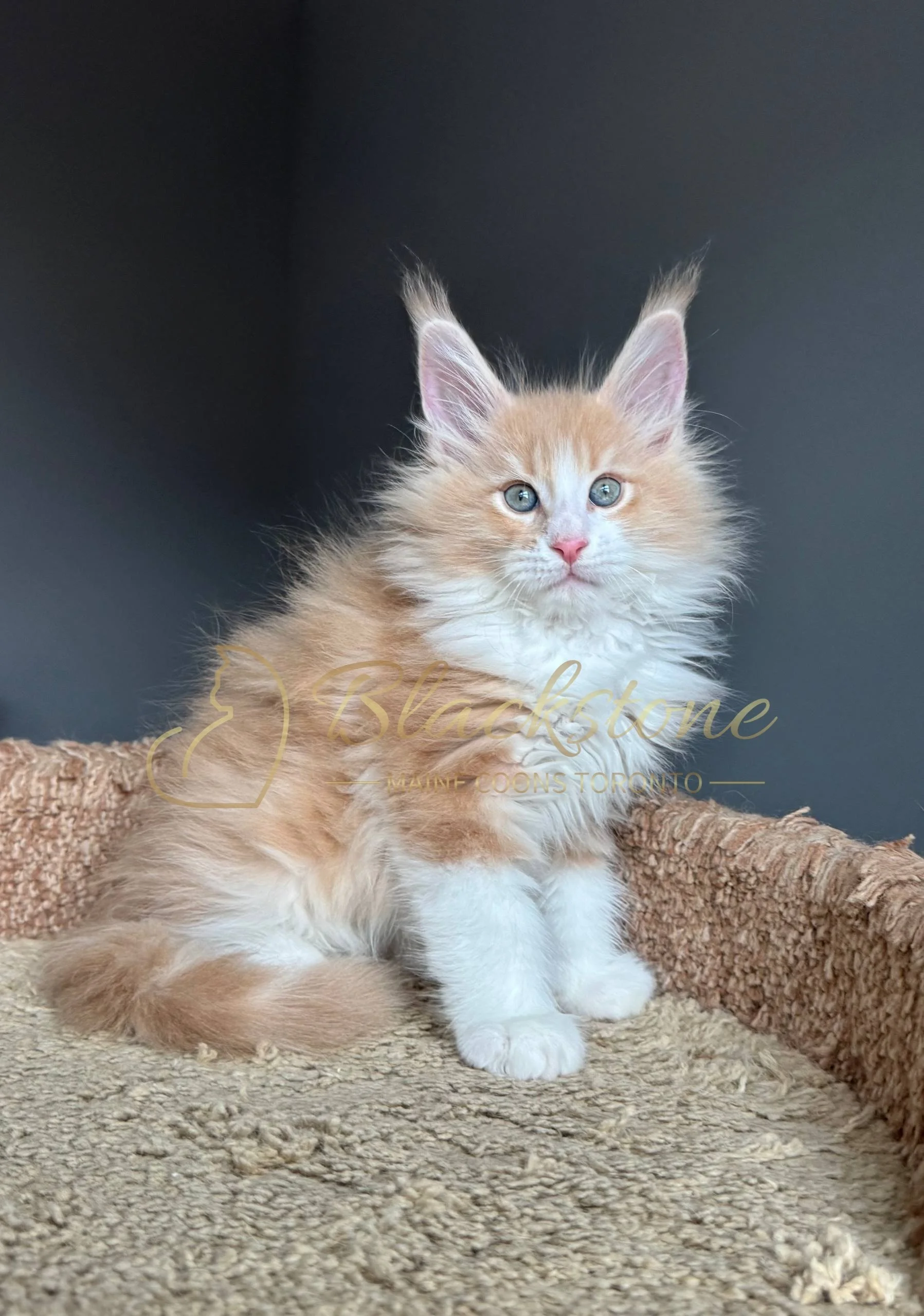 eZy Watermark_04-04-2026_09-38-02-8420PM.JPG