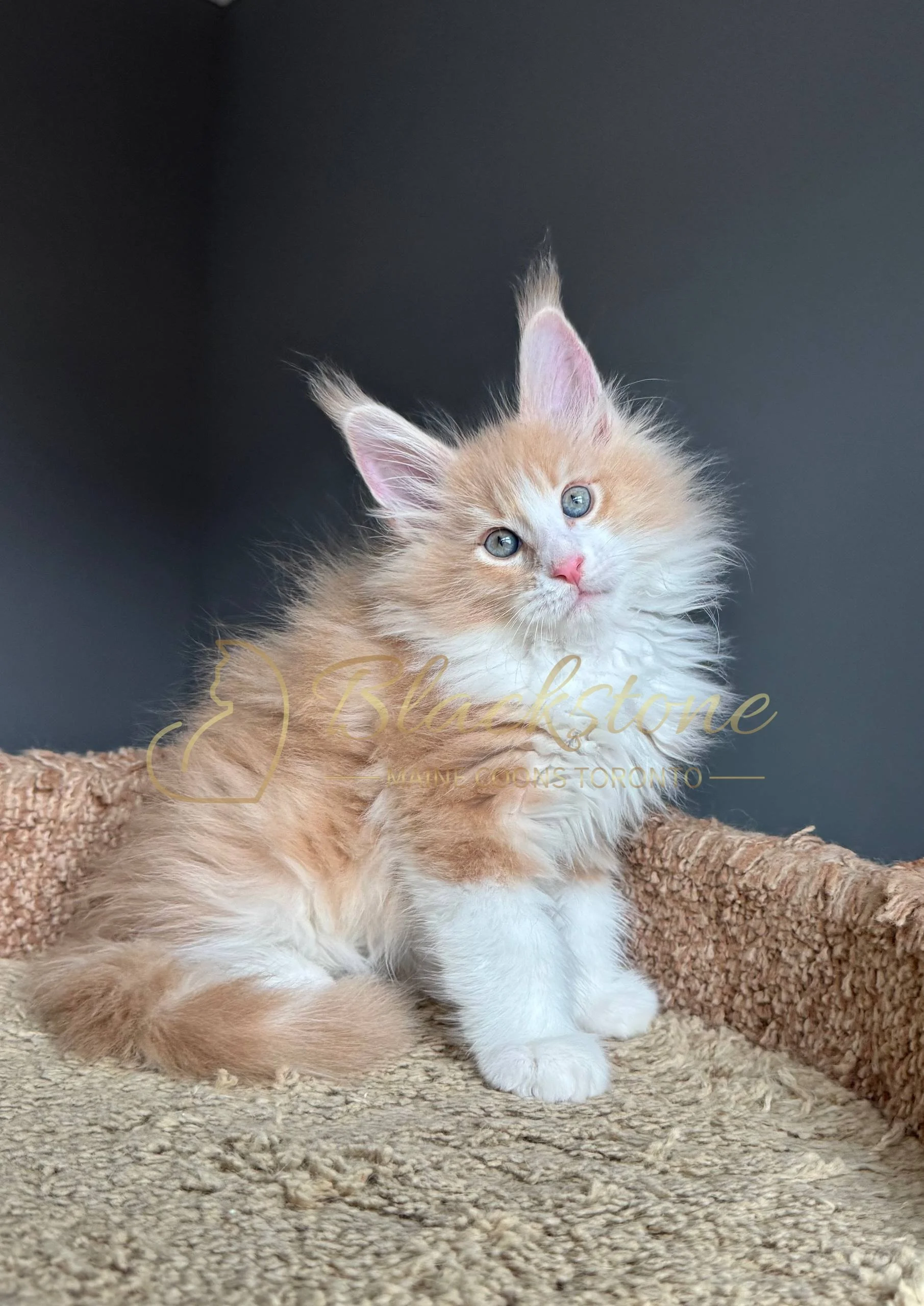 eZy Watermark_04-04-2026_09-38-02-6730PM.JPG