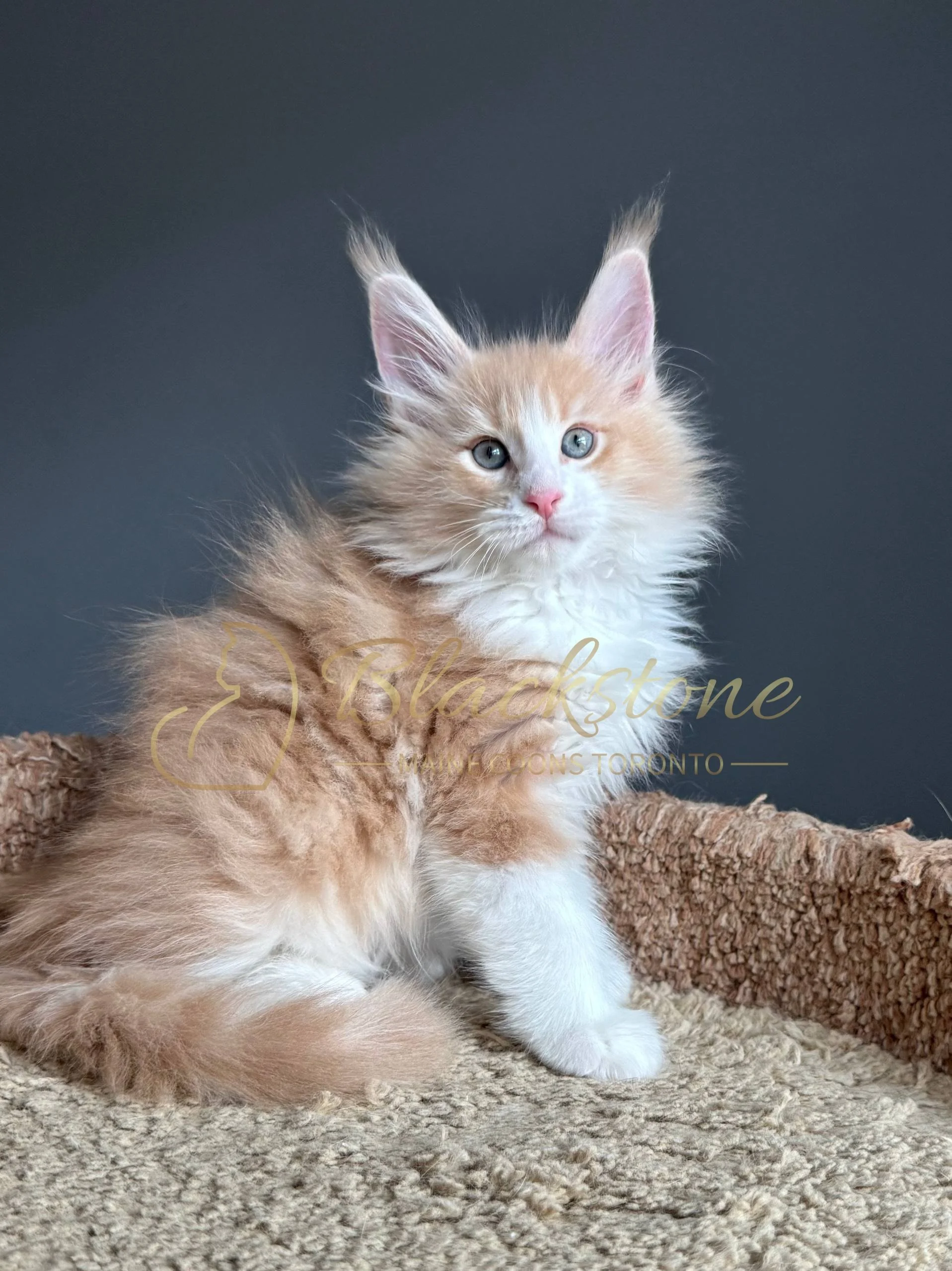 eZy Watermark_04-04-2026_09-38-02-9600PM.JPG