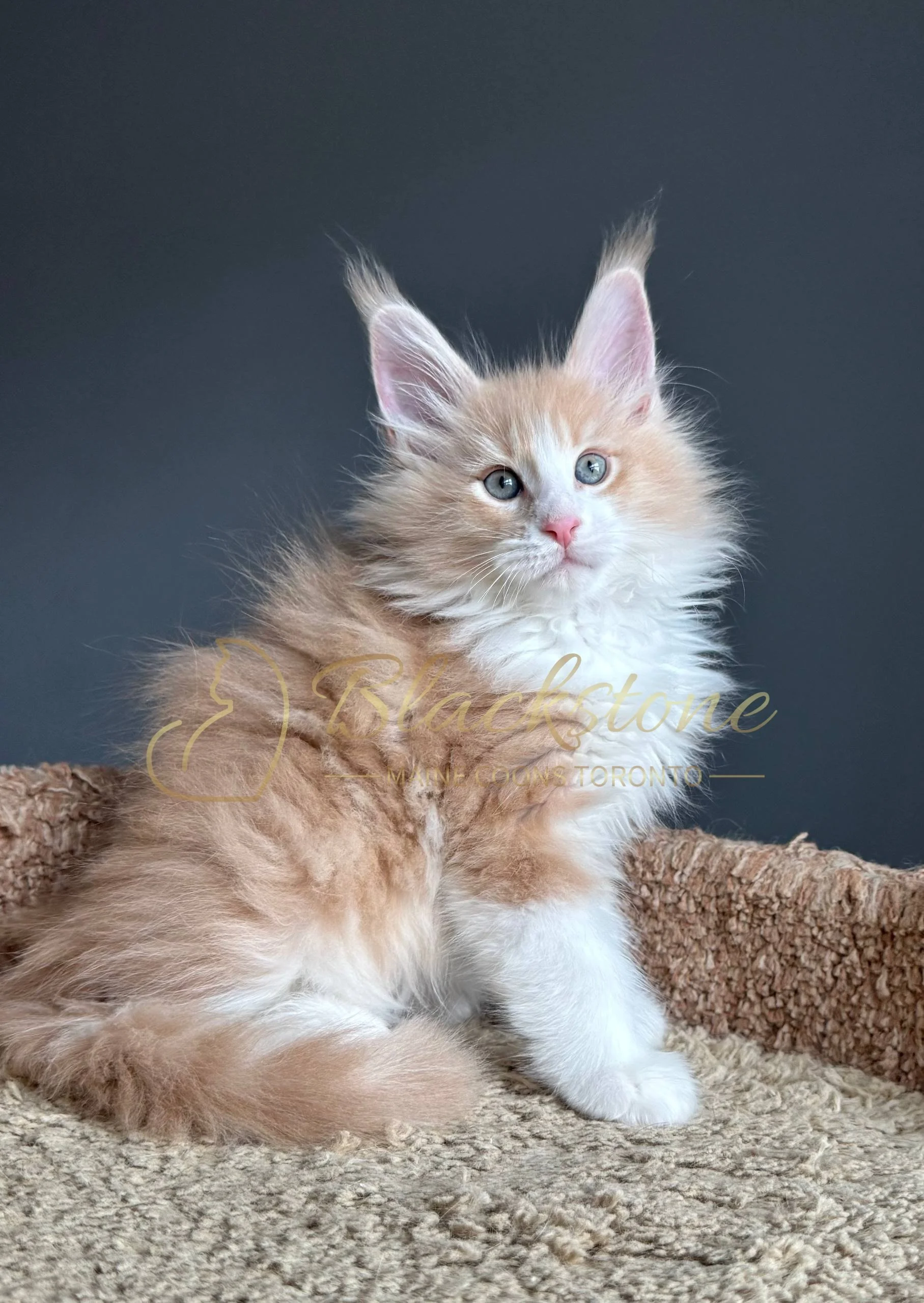 eZy Watermark_04-04-2026_09-38-03-0840PM.JPG