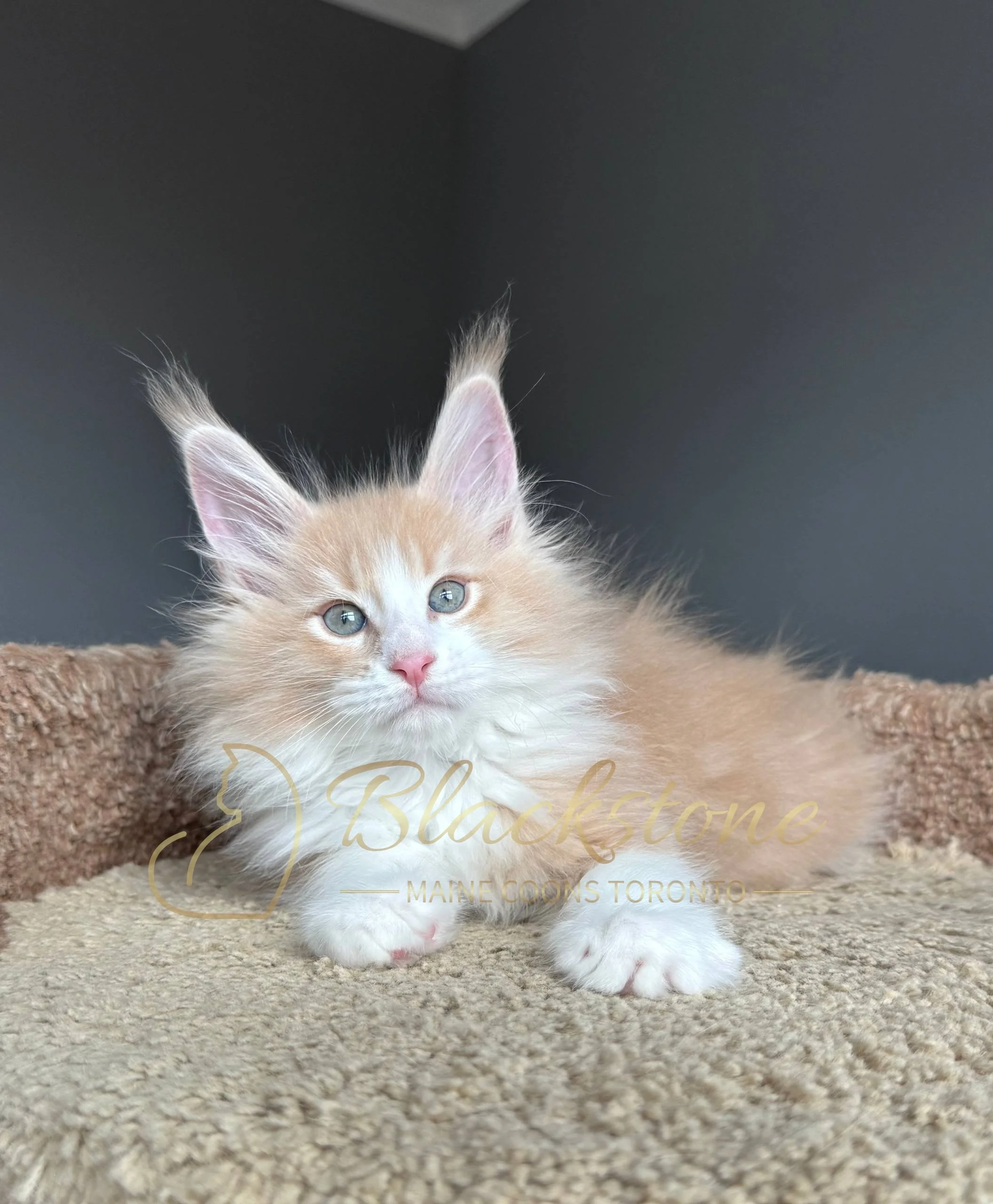 eZy Watermark_04-04-2026_09-38-03-1950PM.JPG