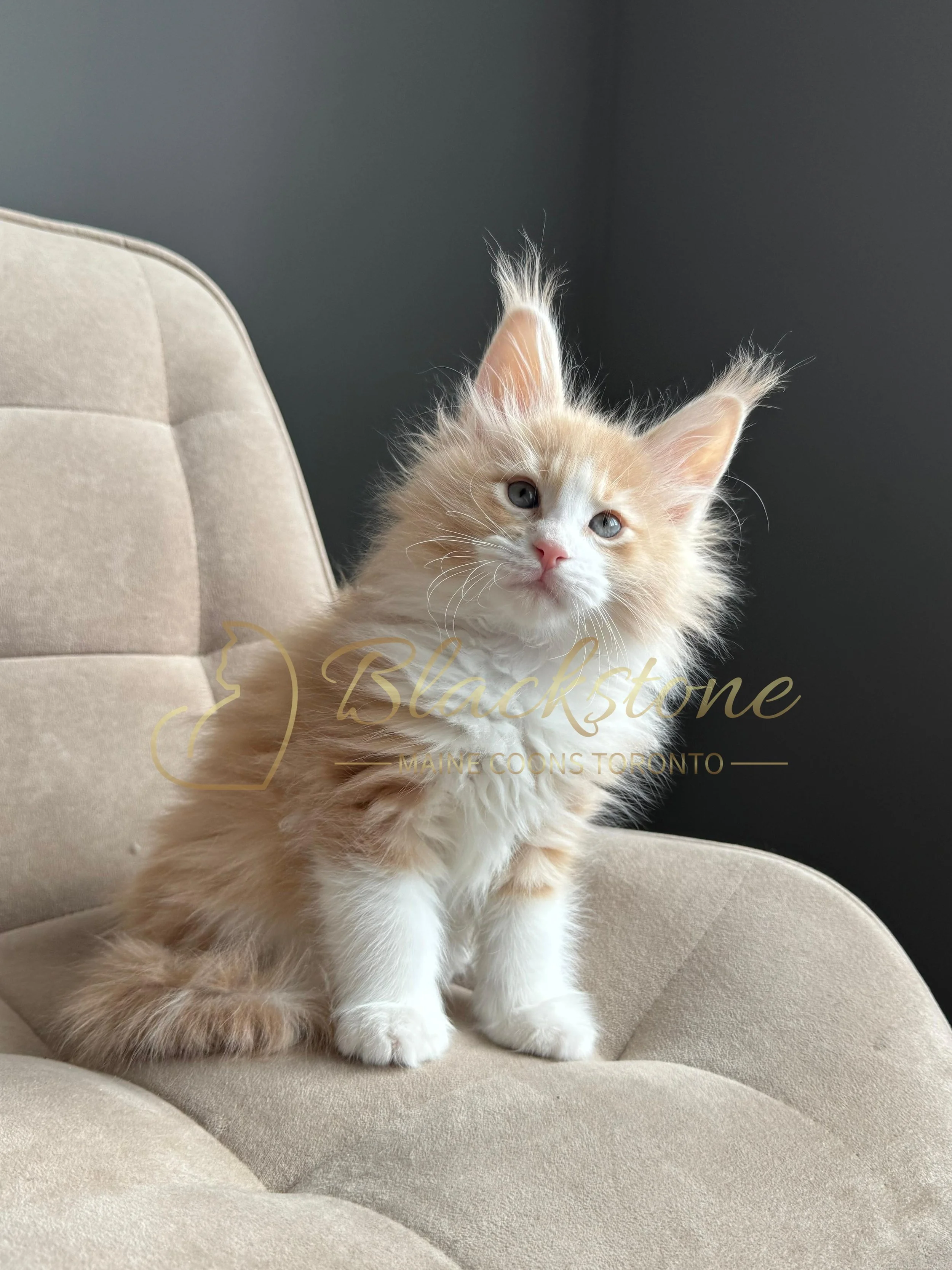 eZy Watermark_04-04-2026_09-38-03-3520PM.JPG