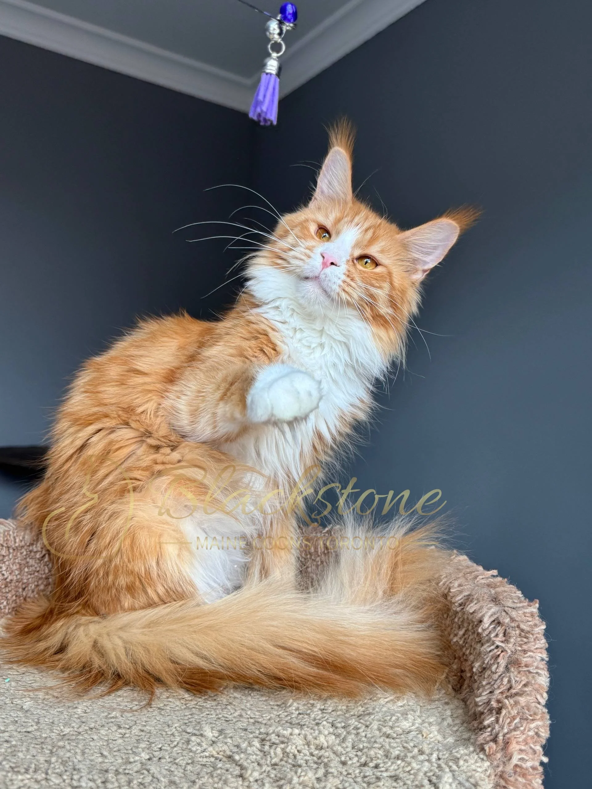 eZy Watermark_19-03-2026_04-33-55-4580PM.JPG