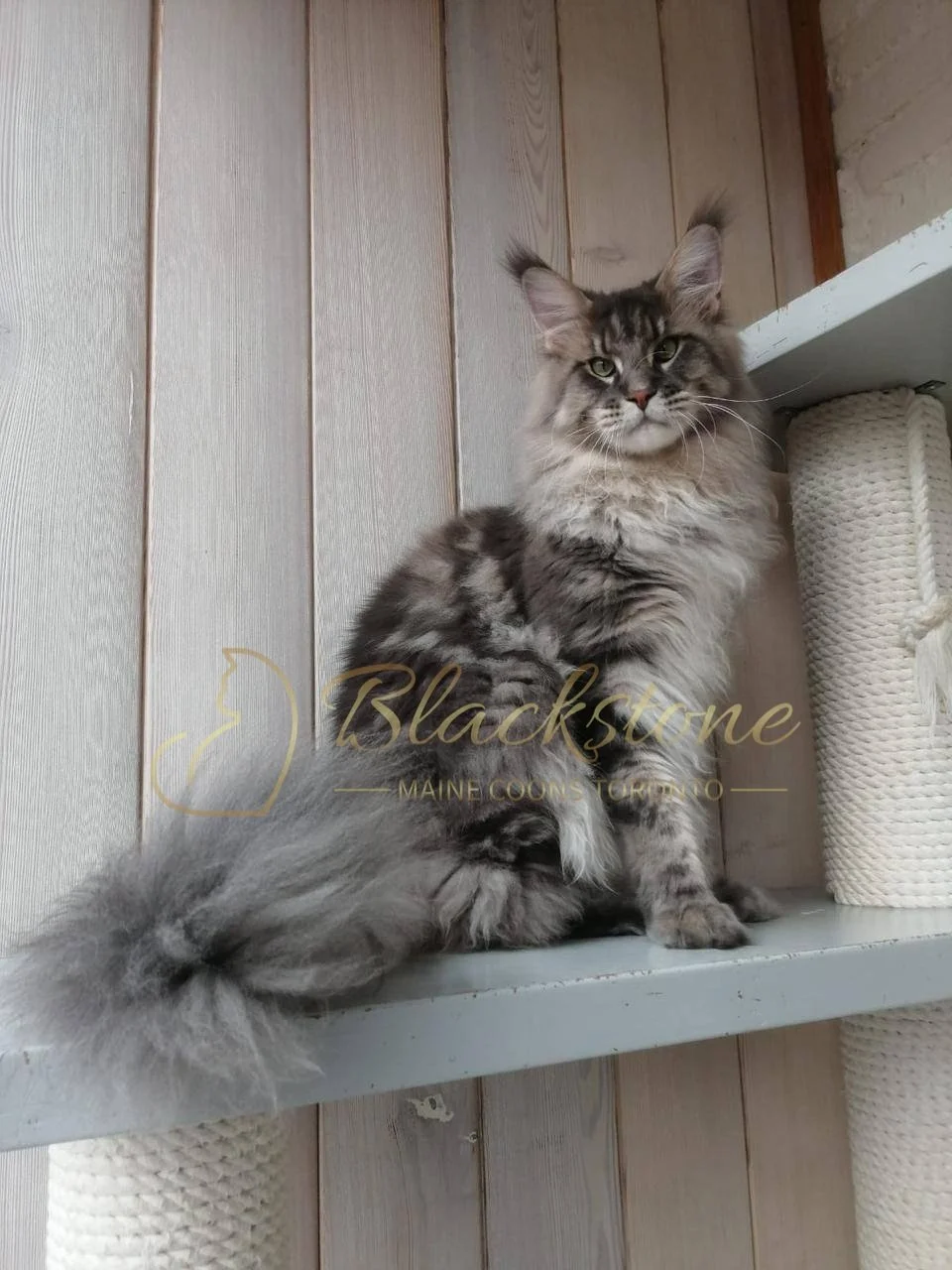 eZy Watermark_19-03-2026_04-33-55-6770PM.JPG