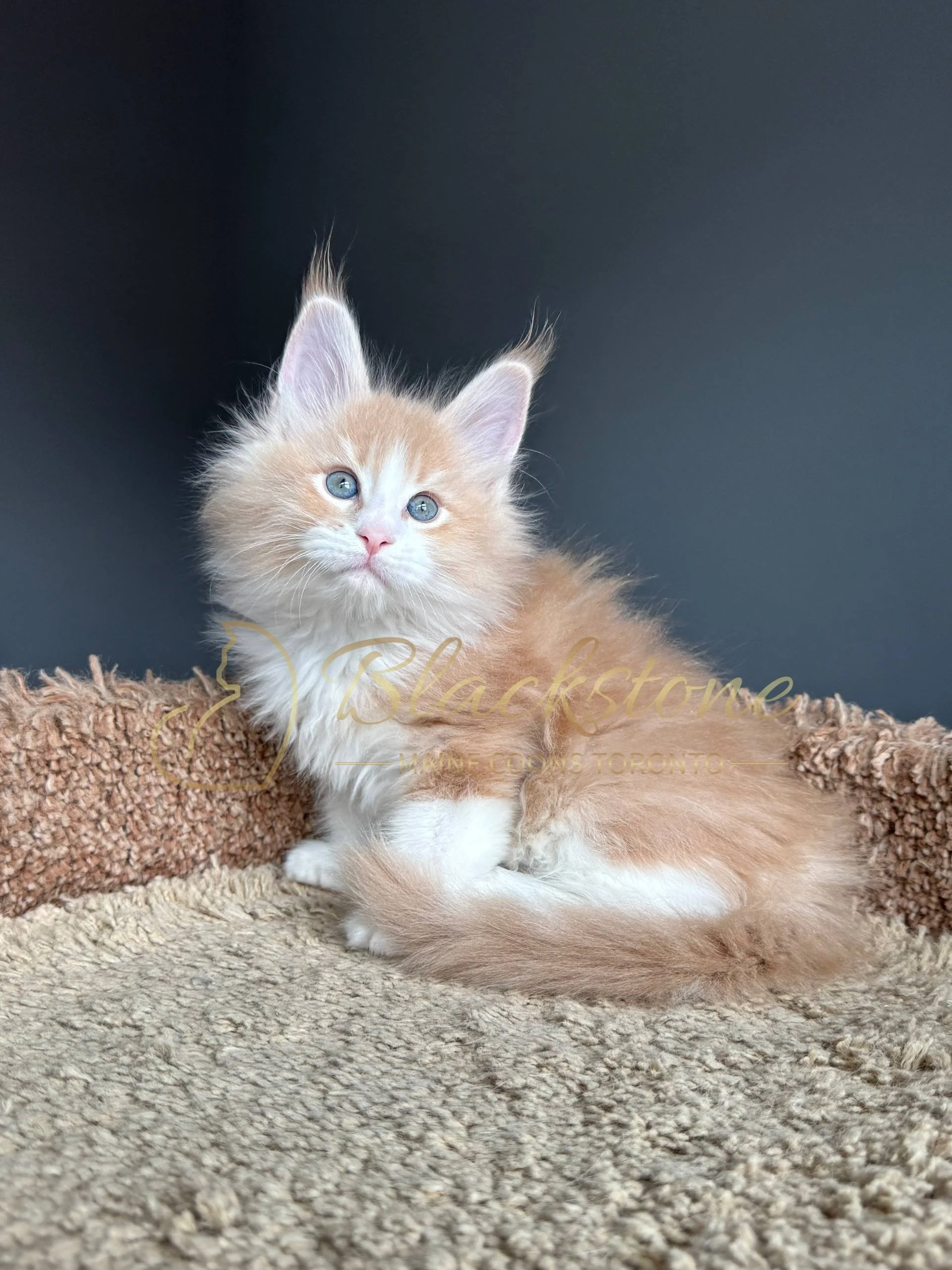 eZy Watermark_19-03-2026_04-40-26-1680PM.JPG