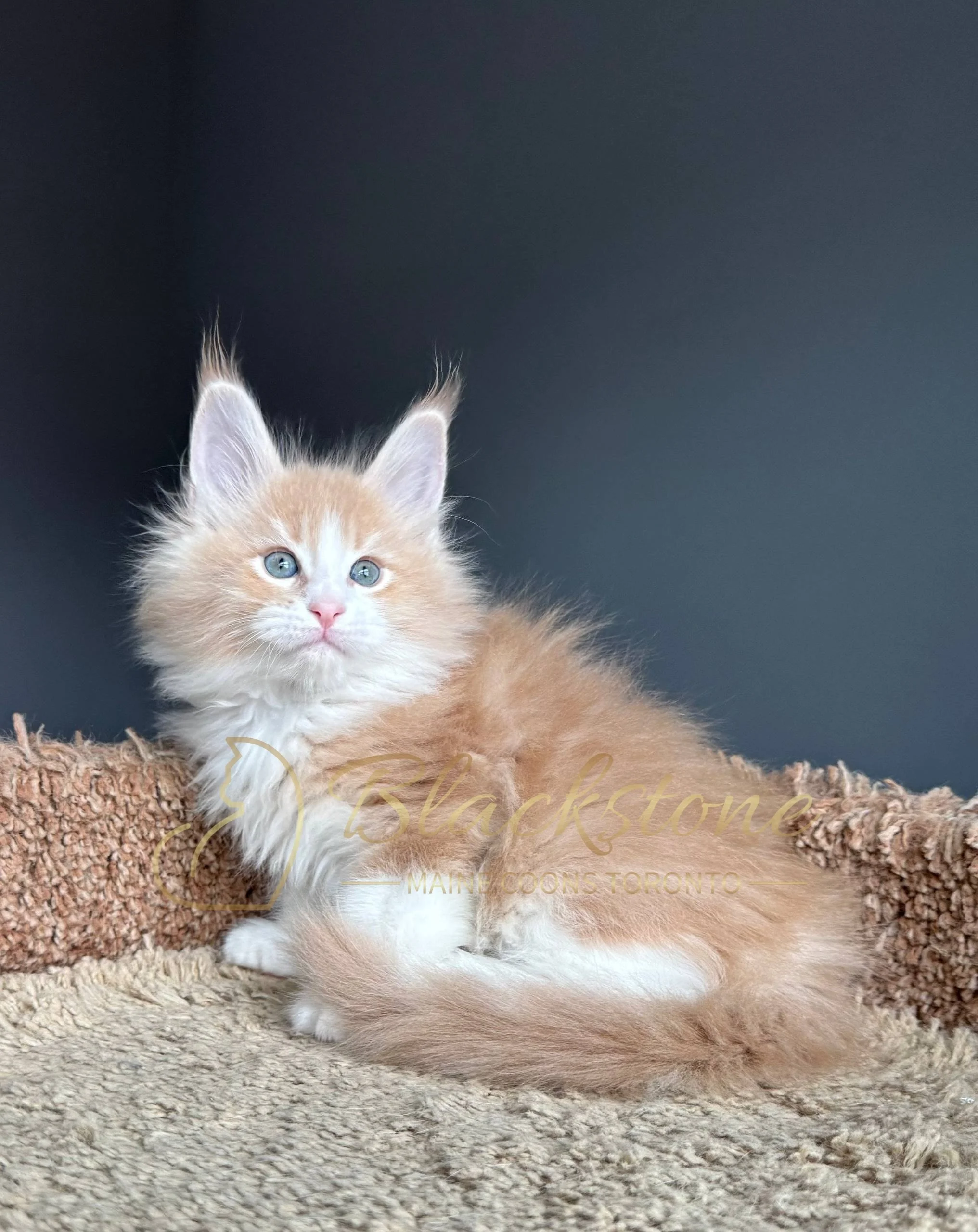 eZy Watermark_19-03-2026_04-40-26-4230PM.JPG