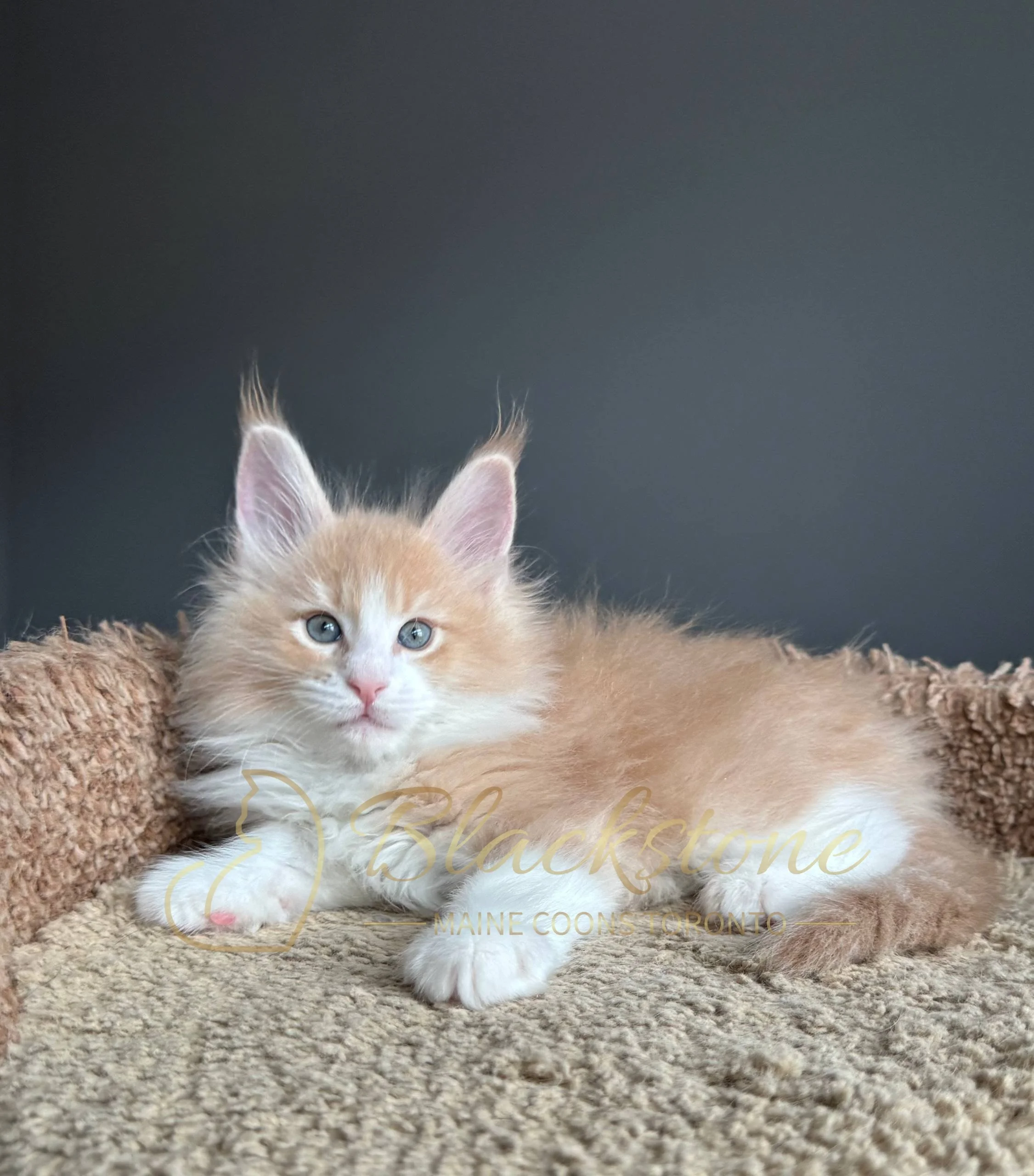 eZy Watermark_19-03-2026_04-40-26-5420PM.JPG