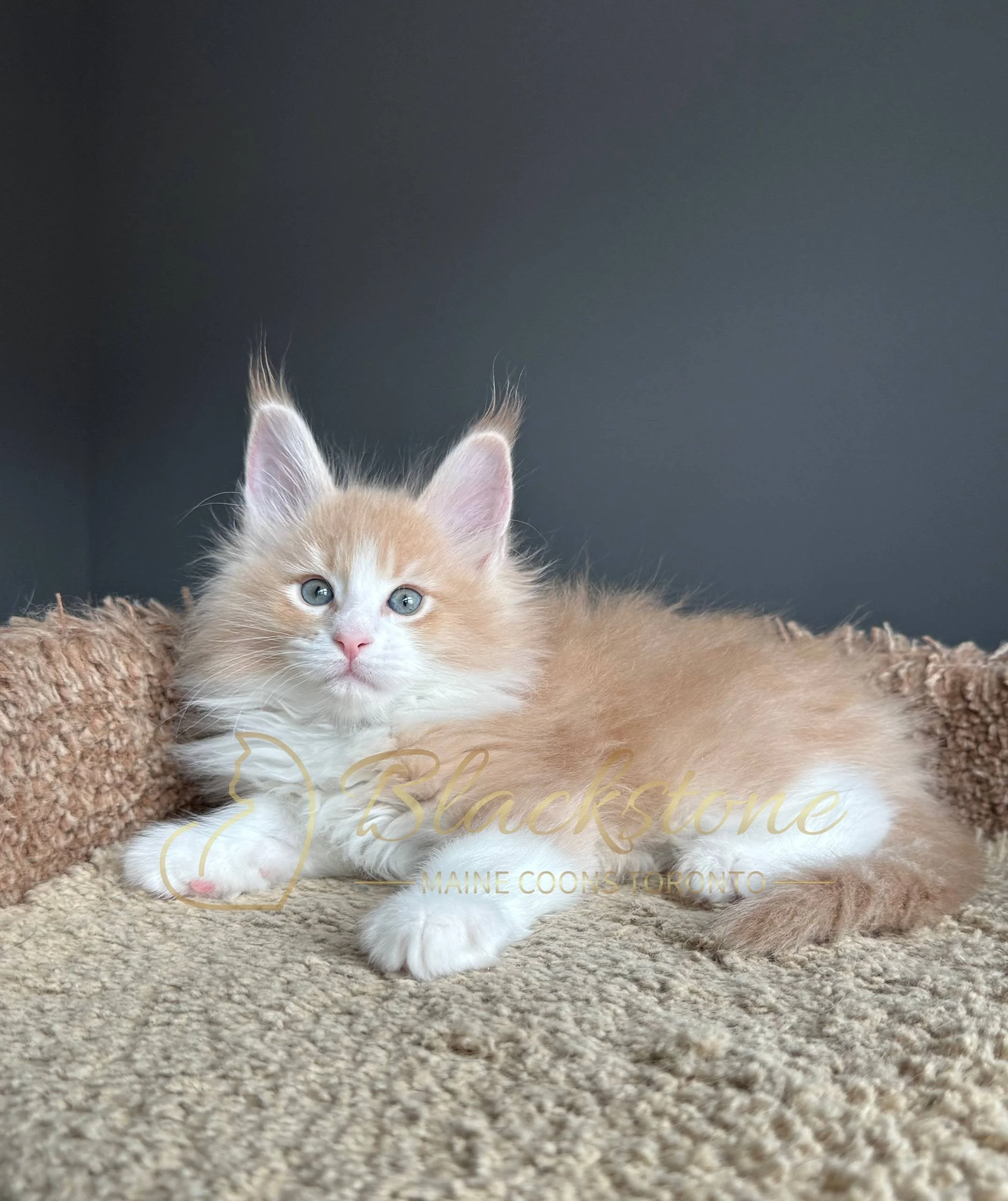 eZy Watermark_19-03-2026_04-40-26-6550PM.JPG