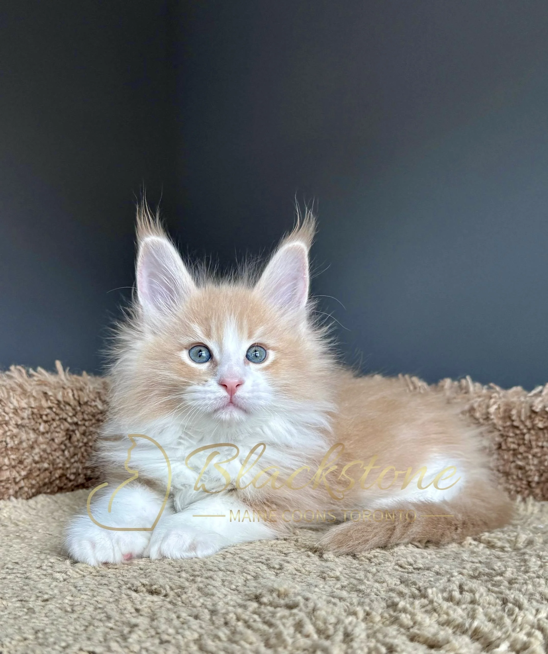 eZy Watermark_19-03-2026_04-40-26-7660PM.jpg