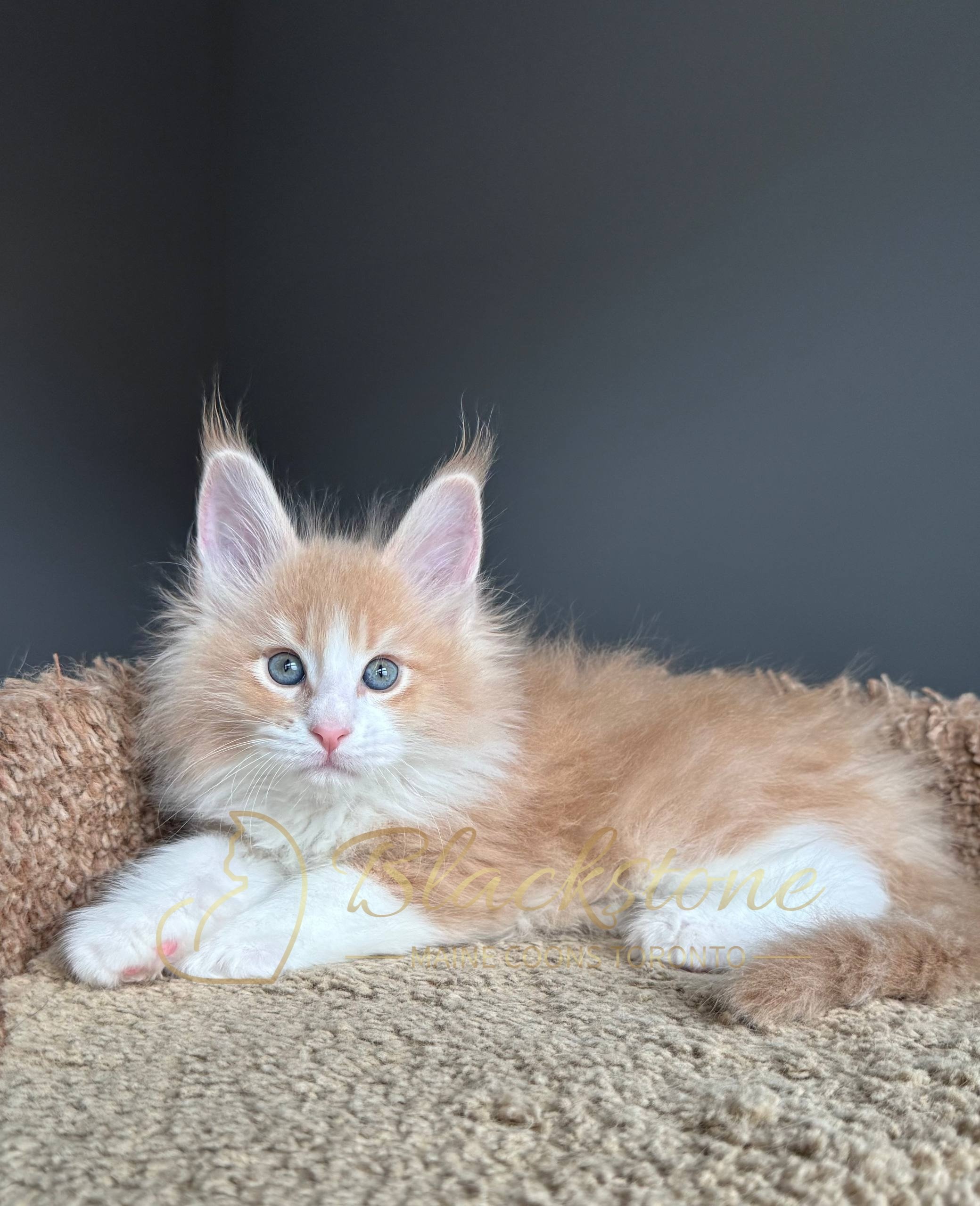 eZy Watermark_19-03-2026_04-40-26-8800PM.JPG