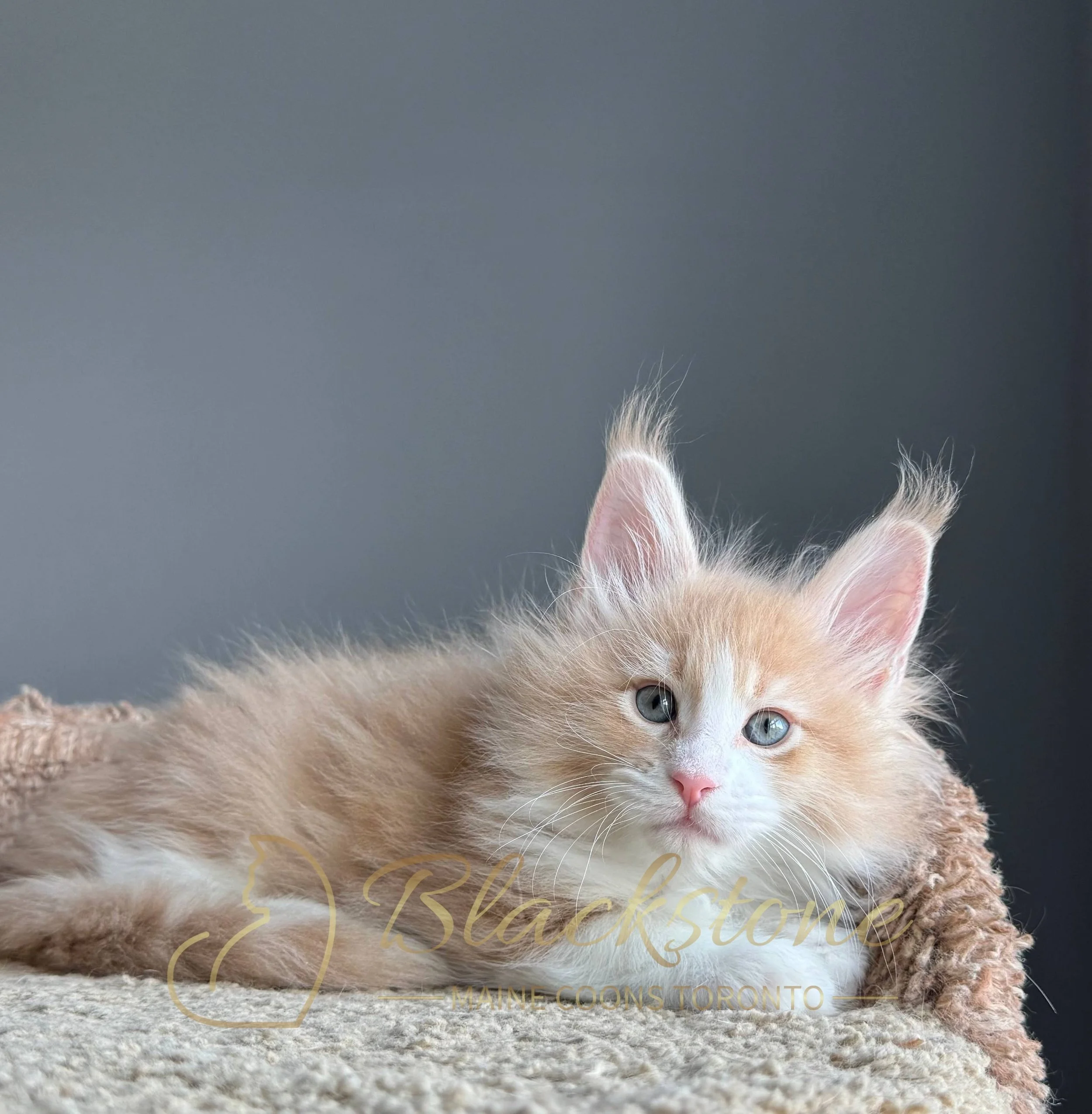 eZy Watermark_19-03-2026_04-40-27-0020PM.JPG