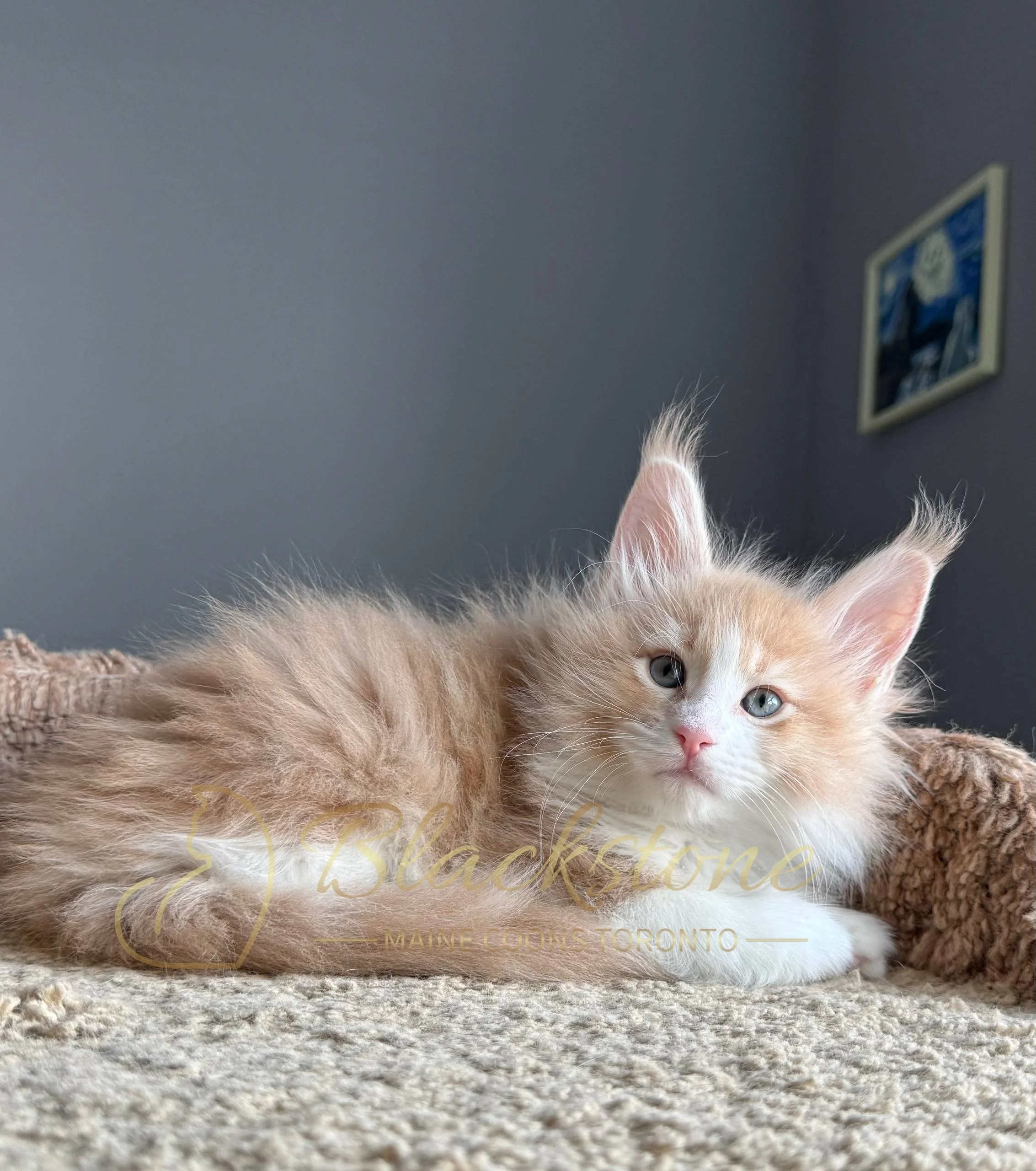 eZy Watermark_19-03-2026_04-40-27-1260PM.JPG