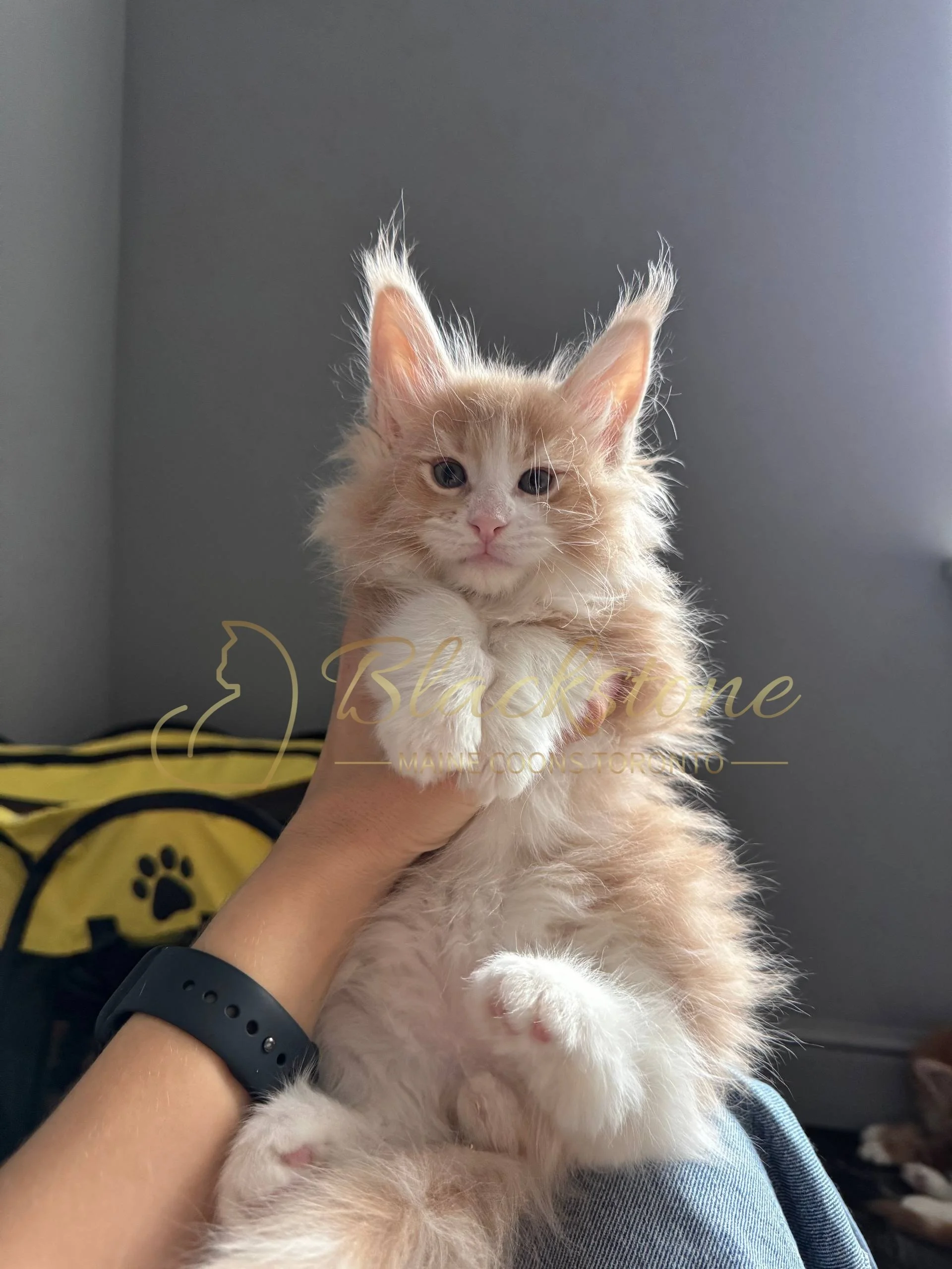 eZy Watermark_19-03-2026_04-40-27-2320PM.JPG