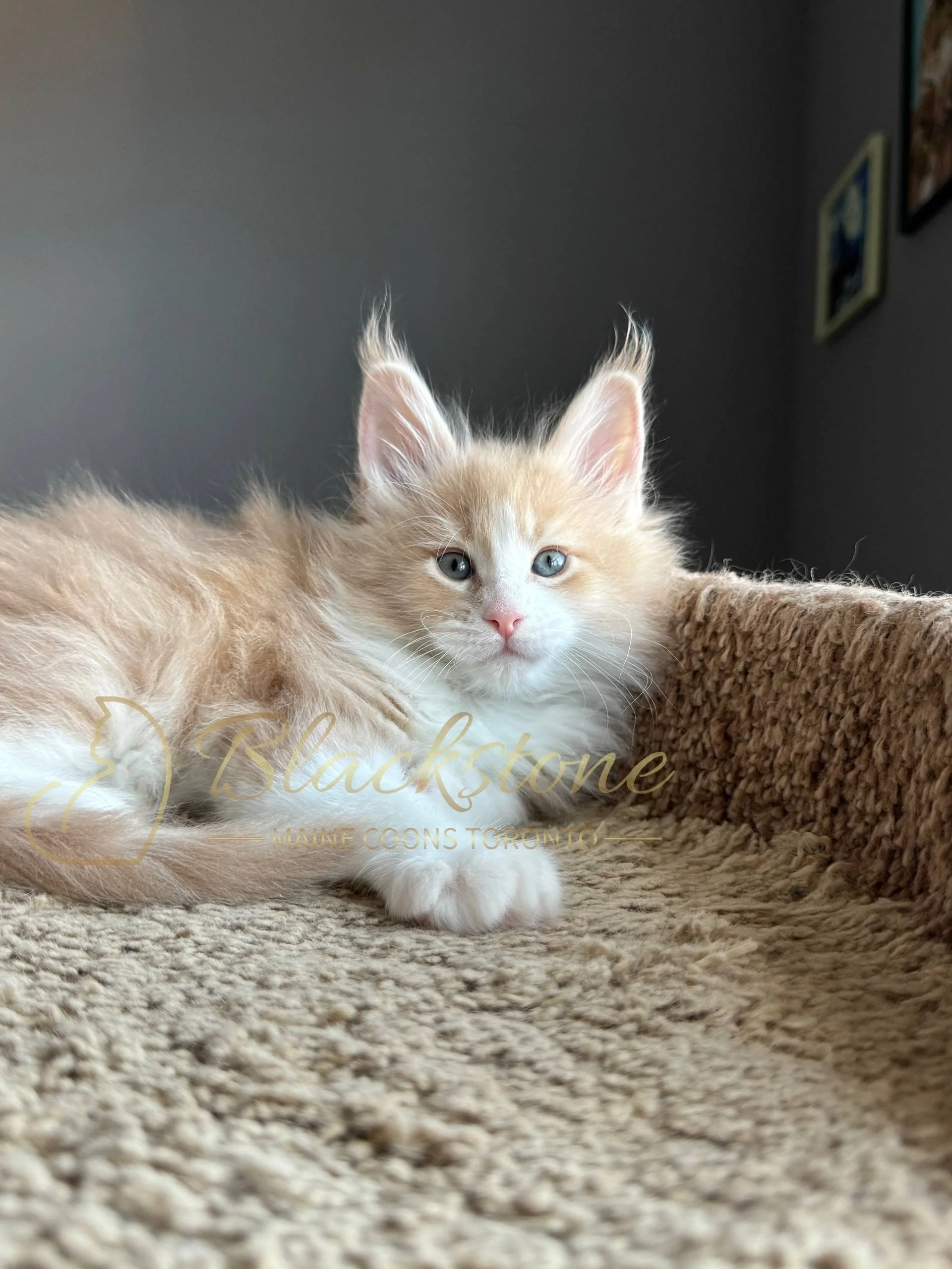 eZy Watermark_19-03-2026_04-40-27-3380PM.JPG