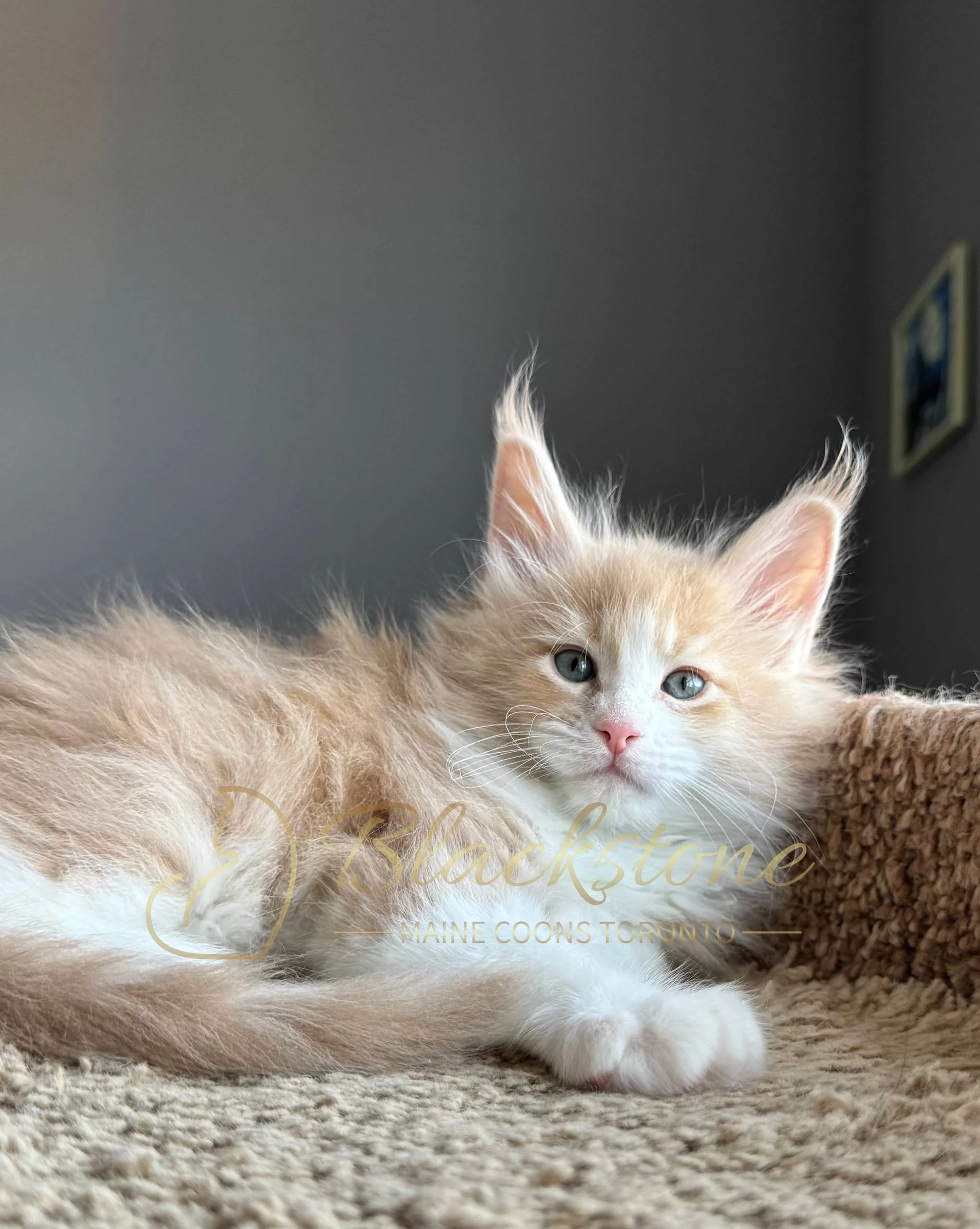 eZy Watermark_19-03-2026_04-40-27-4540PM.JPG