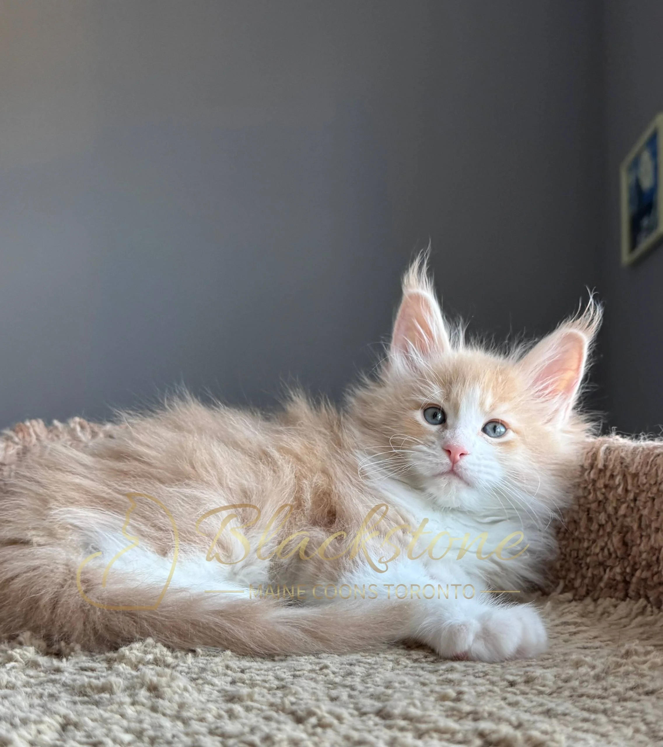 eZy Watermark_19-03-2026_04-40-27-5710PM.JPG