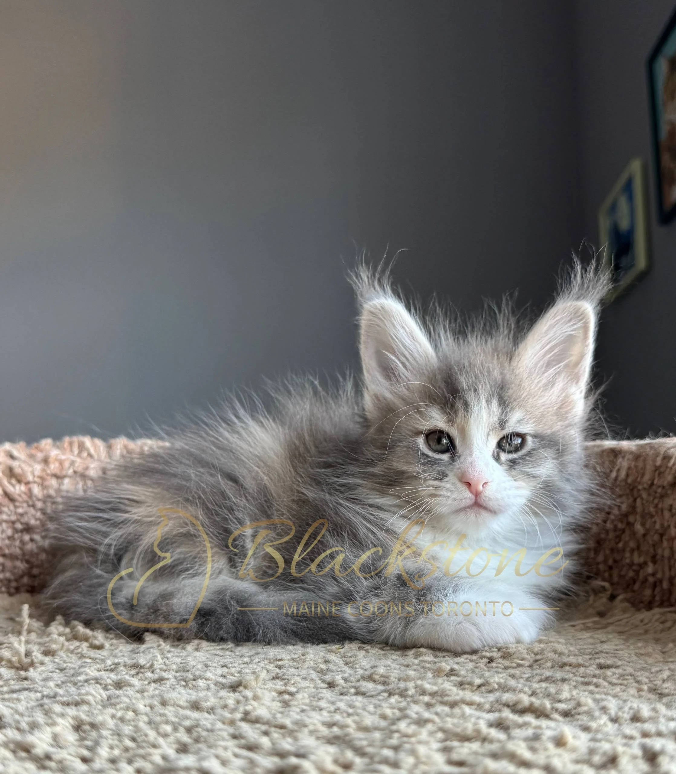 eZy Watermark_19-03-2026_05-00-58-7110PM.JPG