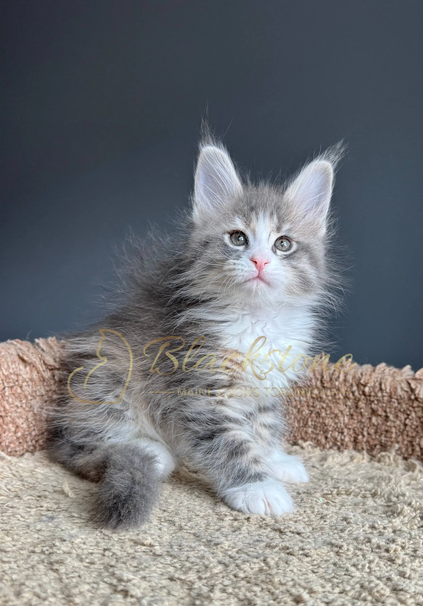 eZy Watermark_19-03-2026_05-00-58-9770PM.JPG