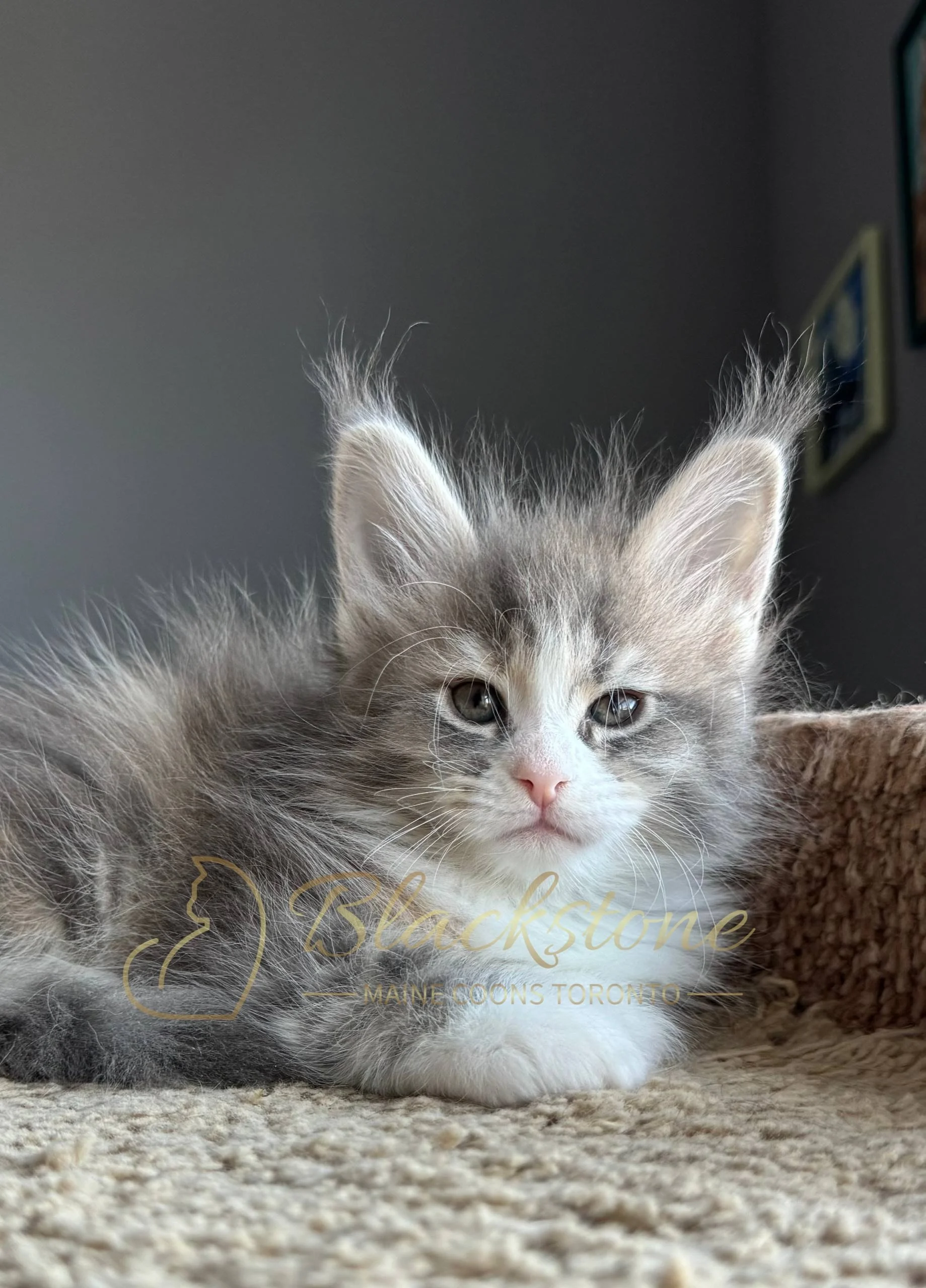 eZy Watermark_19-03-2026_05-00-59-0880PM.JPG