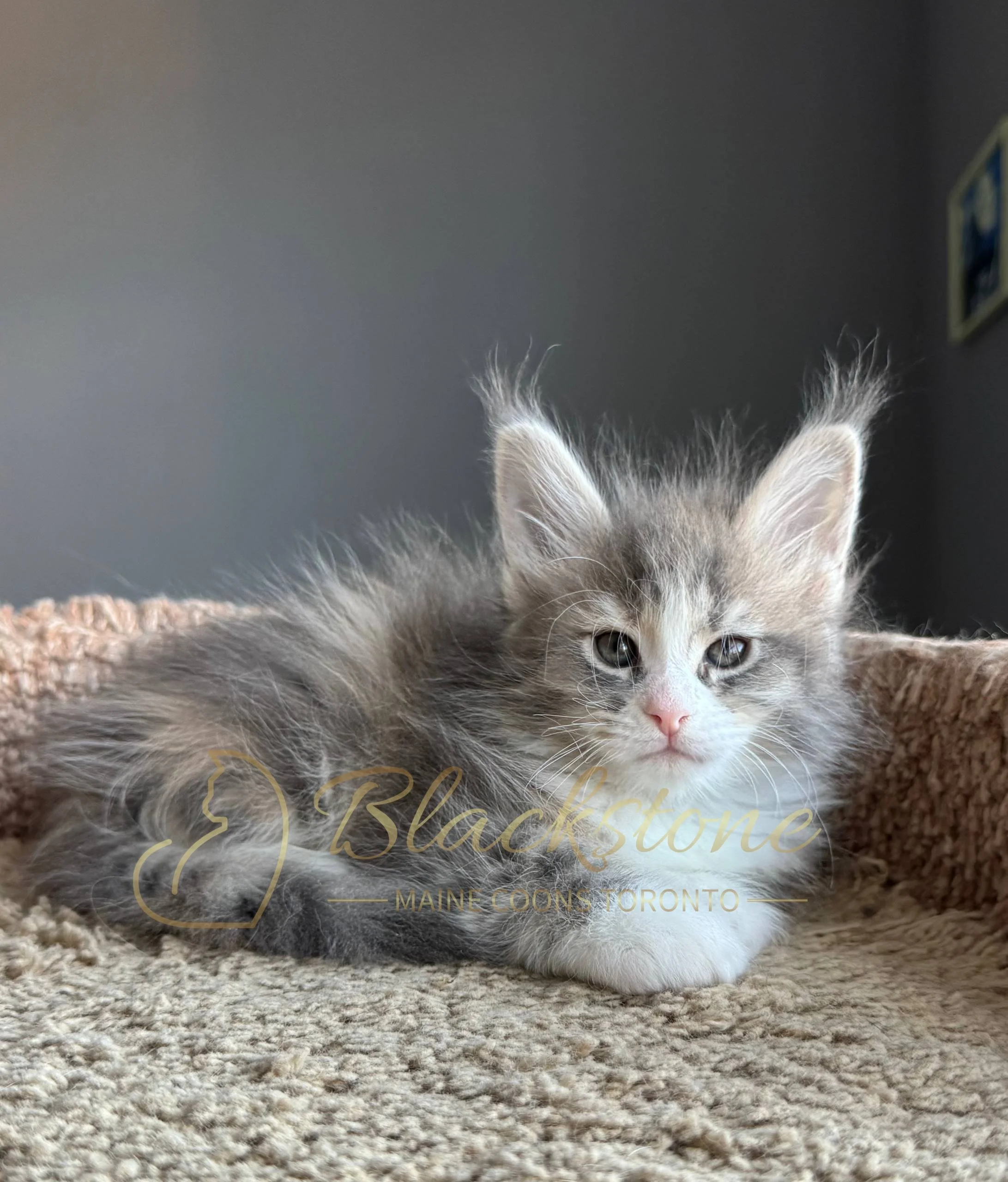 eZy Watermark_19-03-2026_05-00-59-2030PM.JPG