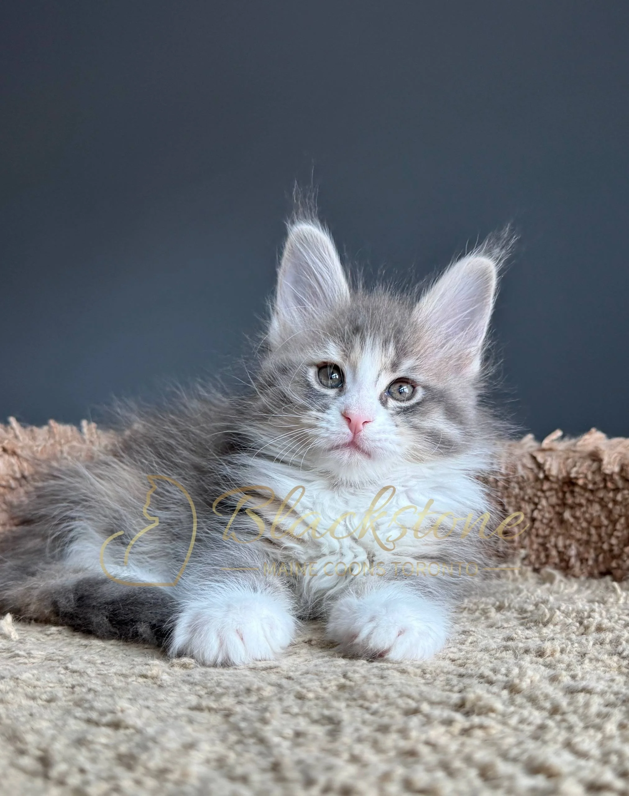 eZy Watermark_19-03-2026_05-00-59-3150PM.JPG