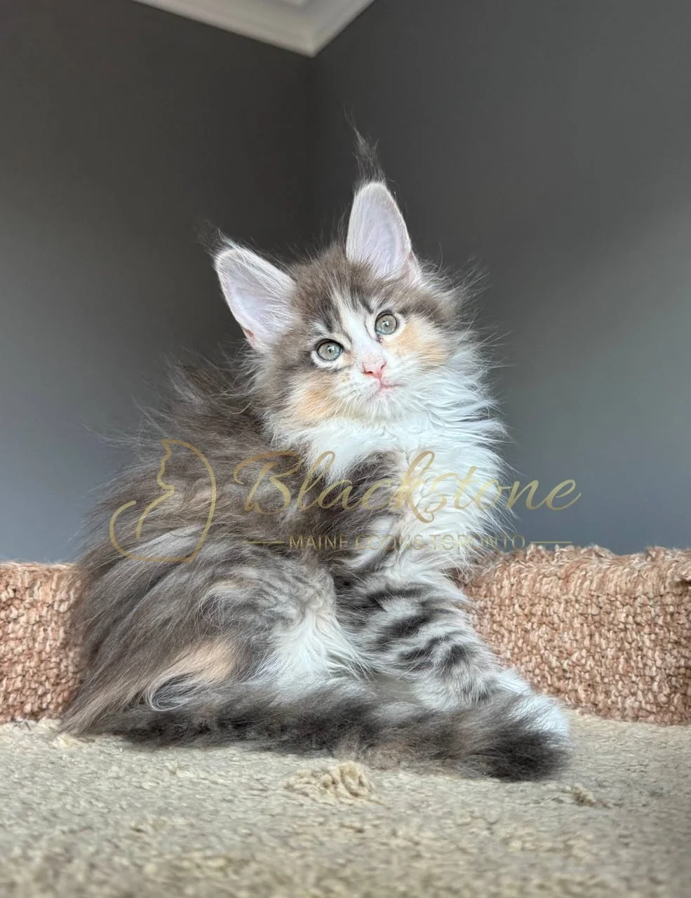 eZy Watermark_04-04-2026_10-24-29-4290PM.JPG