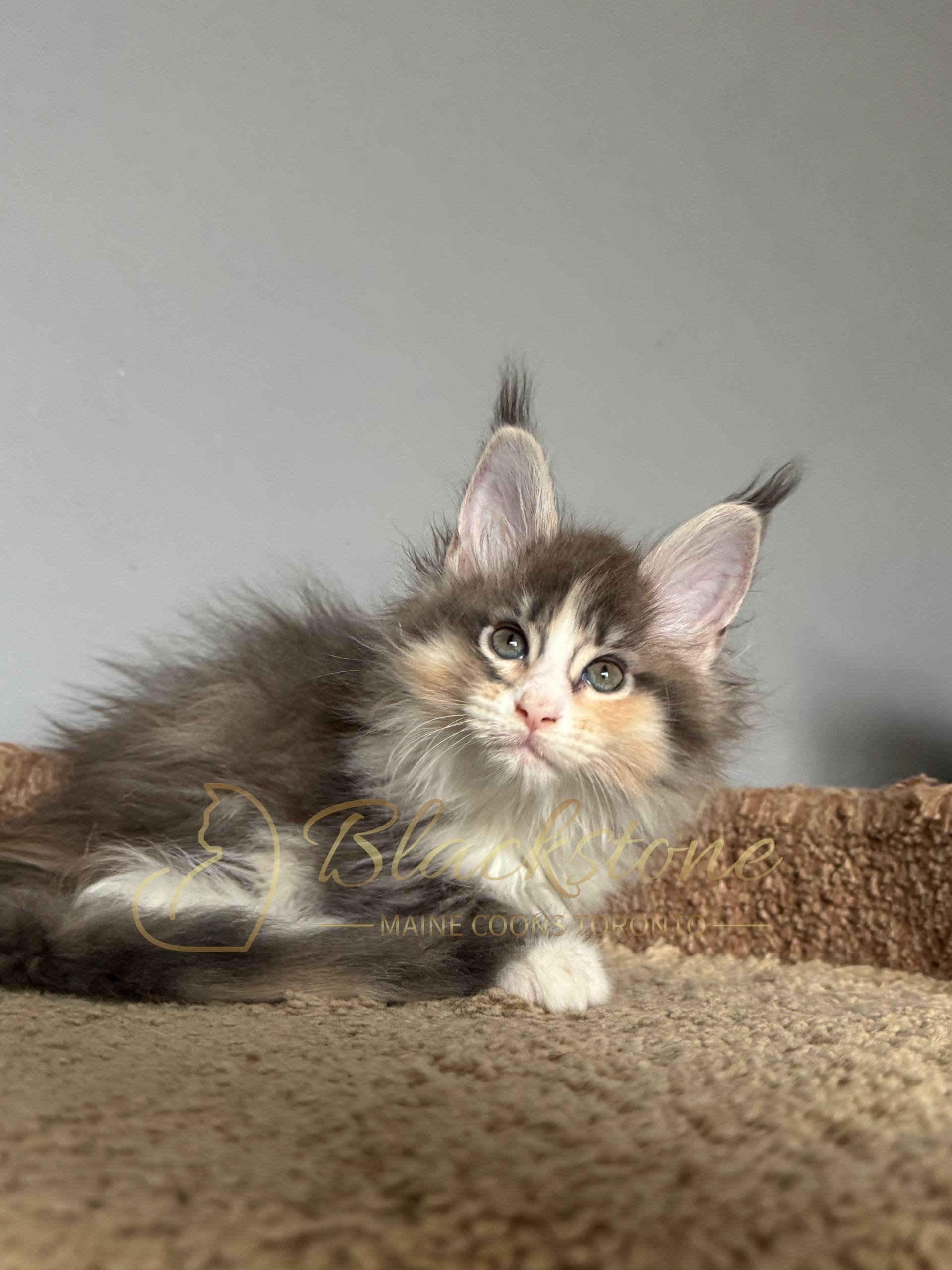 eZy Watermark_04-04-2026_10-24-29-2290PM.JPG