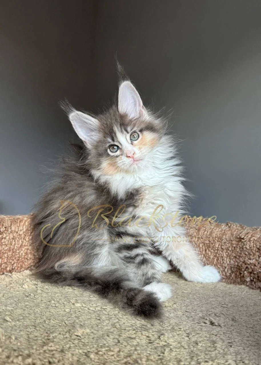 eZy Watermark_04-04-2026_10-24-29-5660PM.JPG