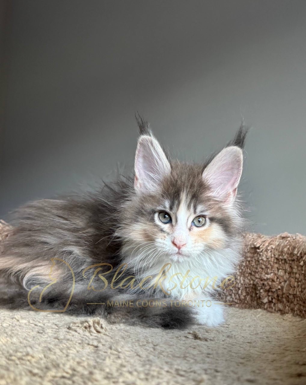 eZy Watermark_04-04-2026_10-24-29-6460PM.JPG