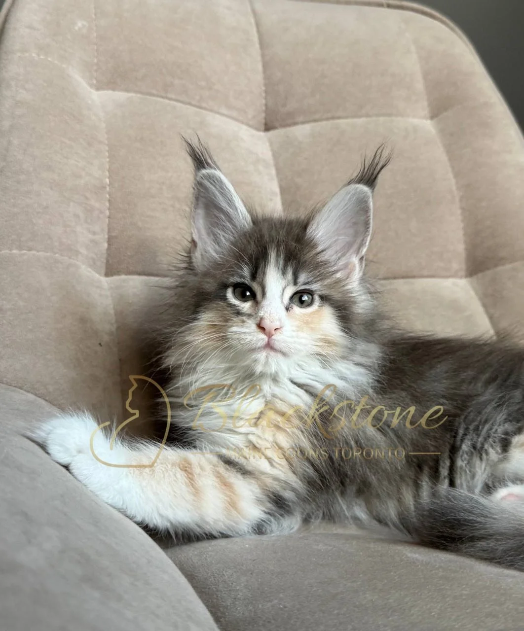 eZy Watermark_04-04-2026_10-24-29-7190PM.JPG