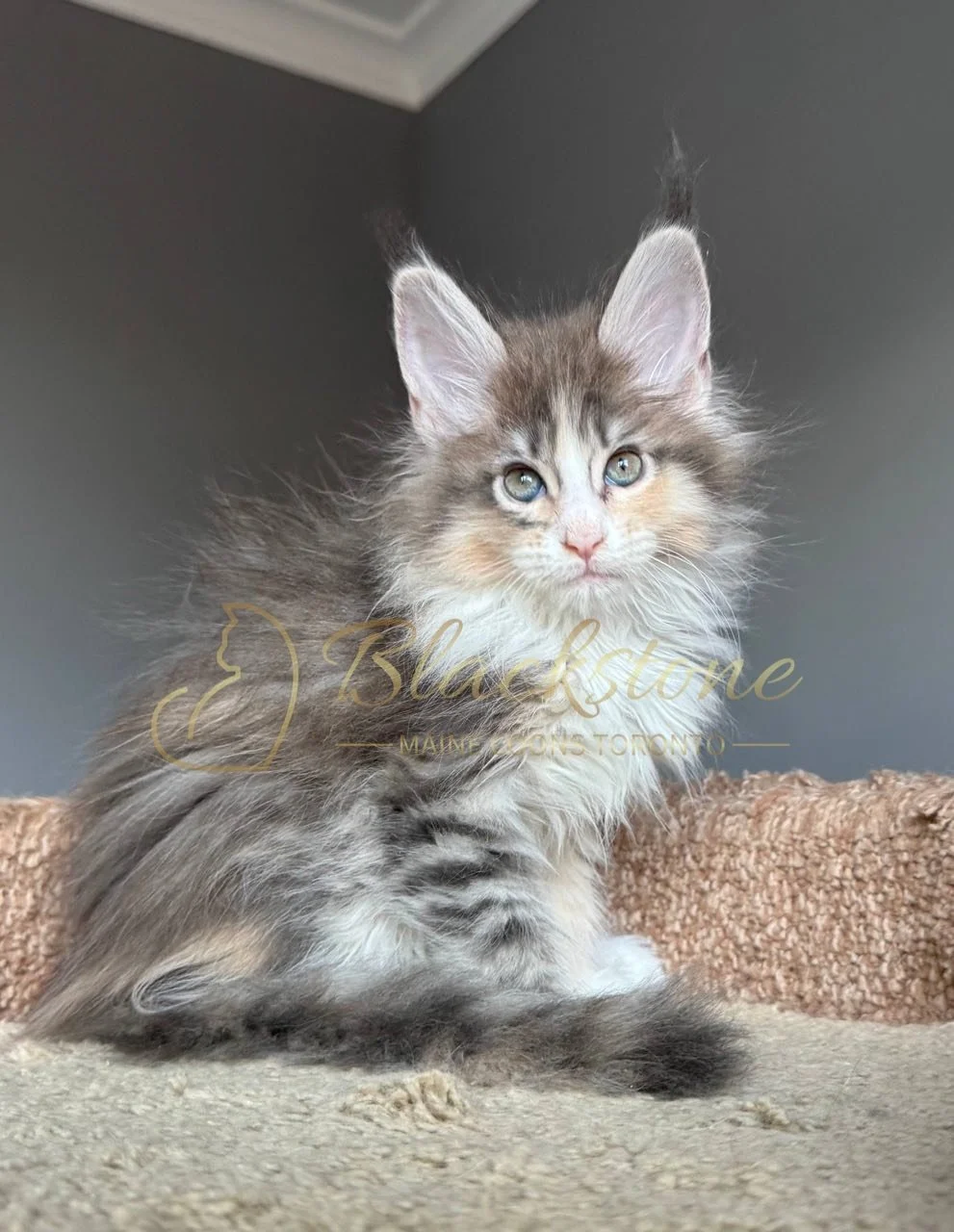 eZy Watermark_04-04-2026_10-24-29-7920PM.JPG