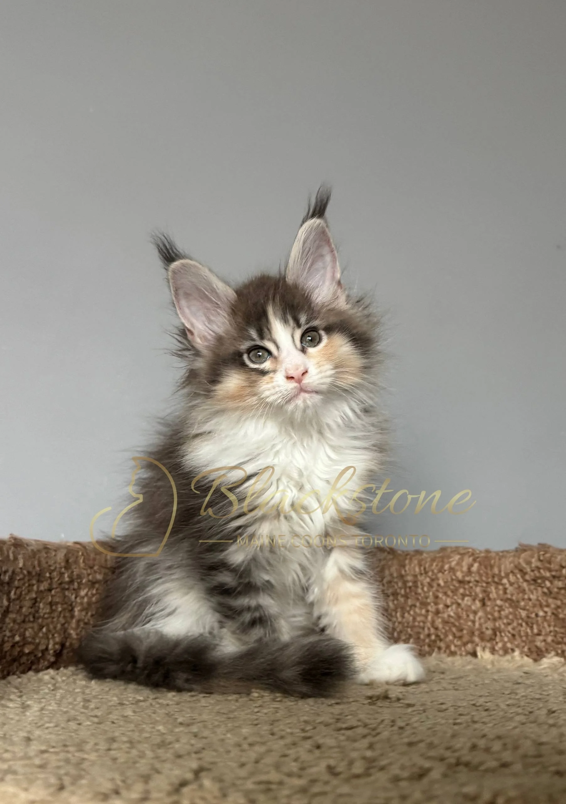 eZy Watermark_04-04-2026_10-24-29-9610PM.JPG