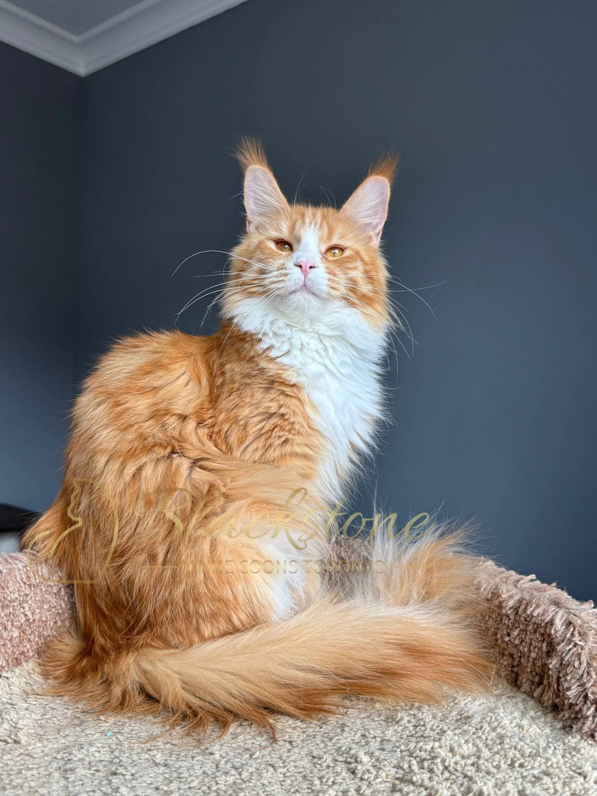 eZy Watermark_19-03-2026_04-33-55-5710PM.JPG