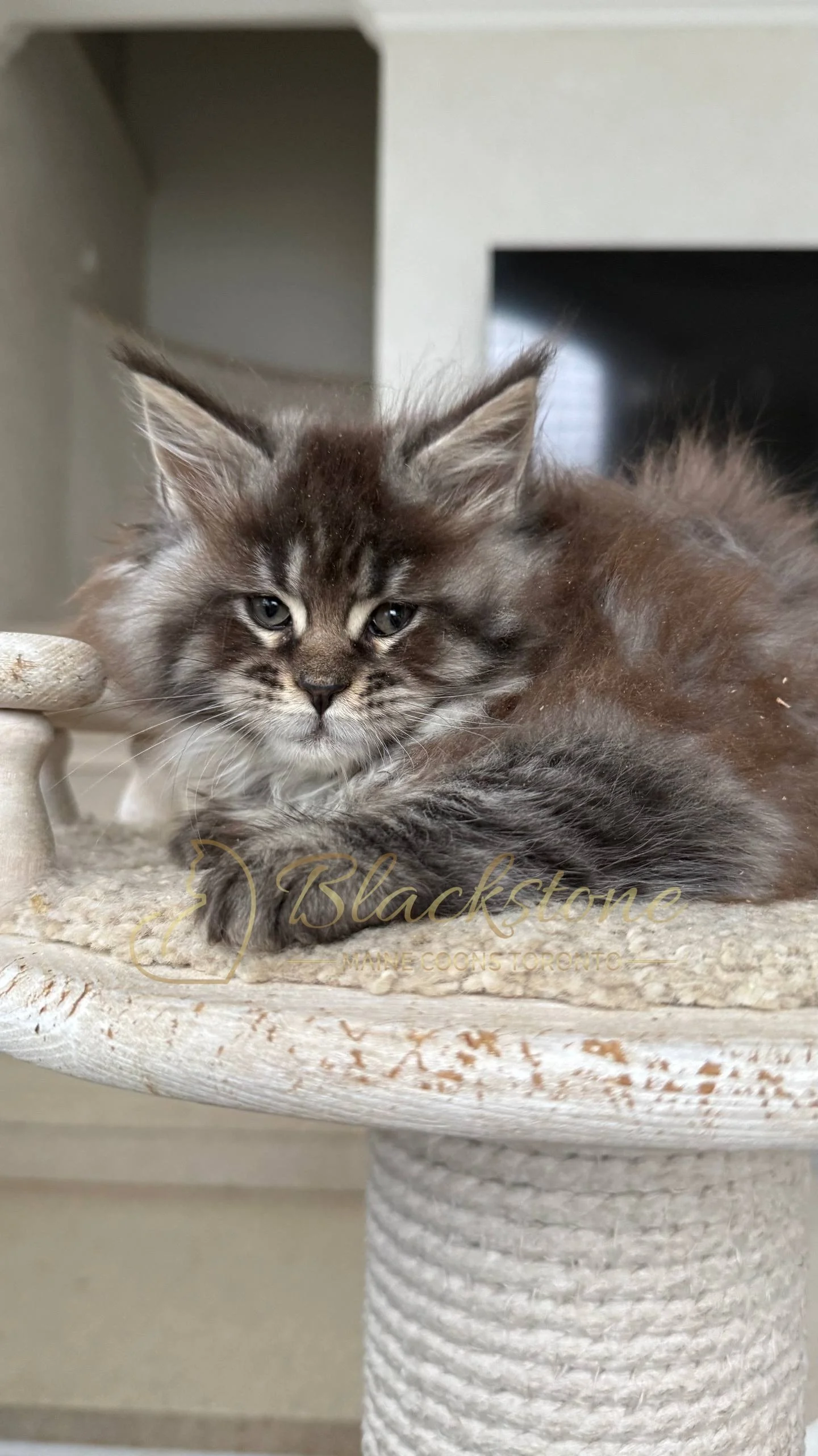 eZy Watermark_05-04-2026_02-33-08-2210PM.JPG