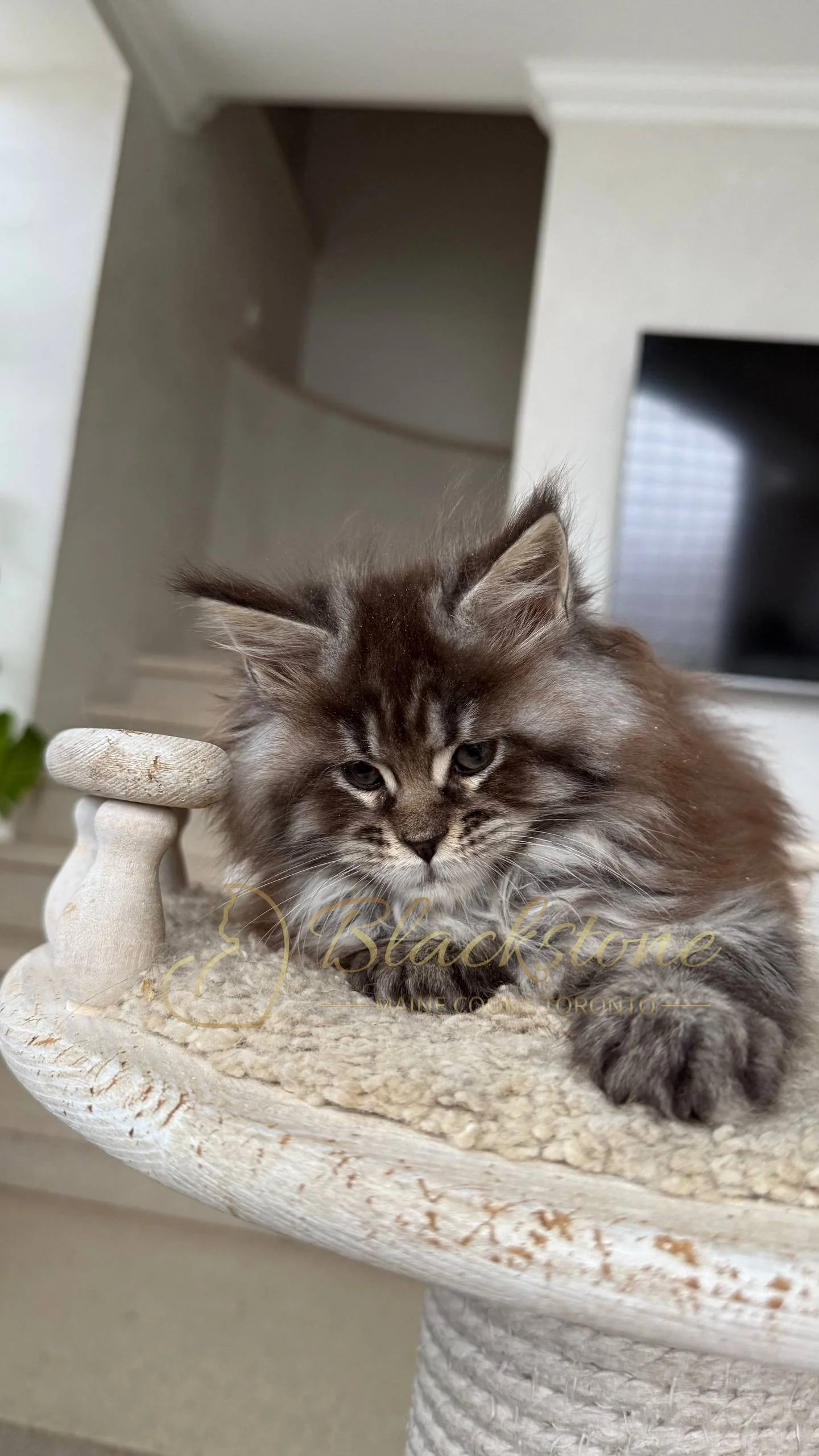 eZy Watermark_05-04-2026_02-33-08-3160PM.JPG