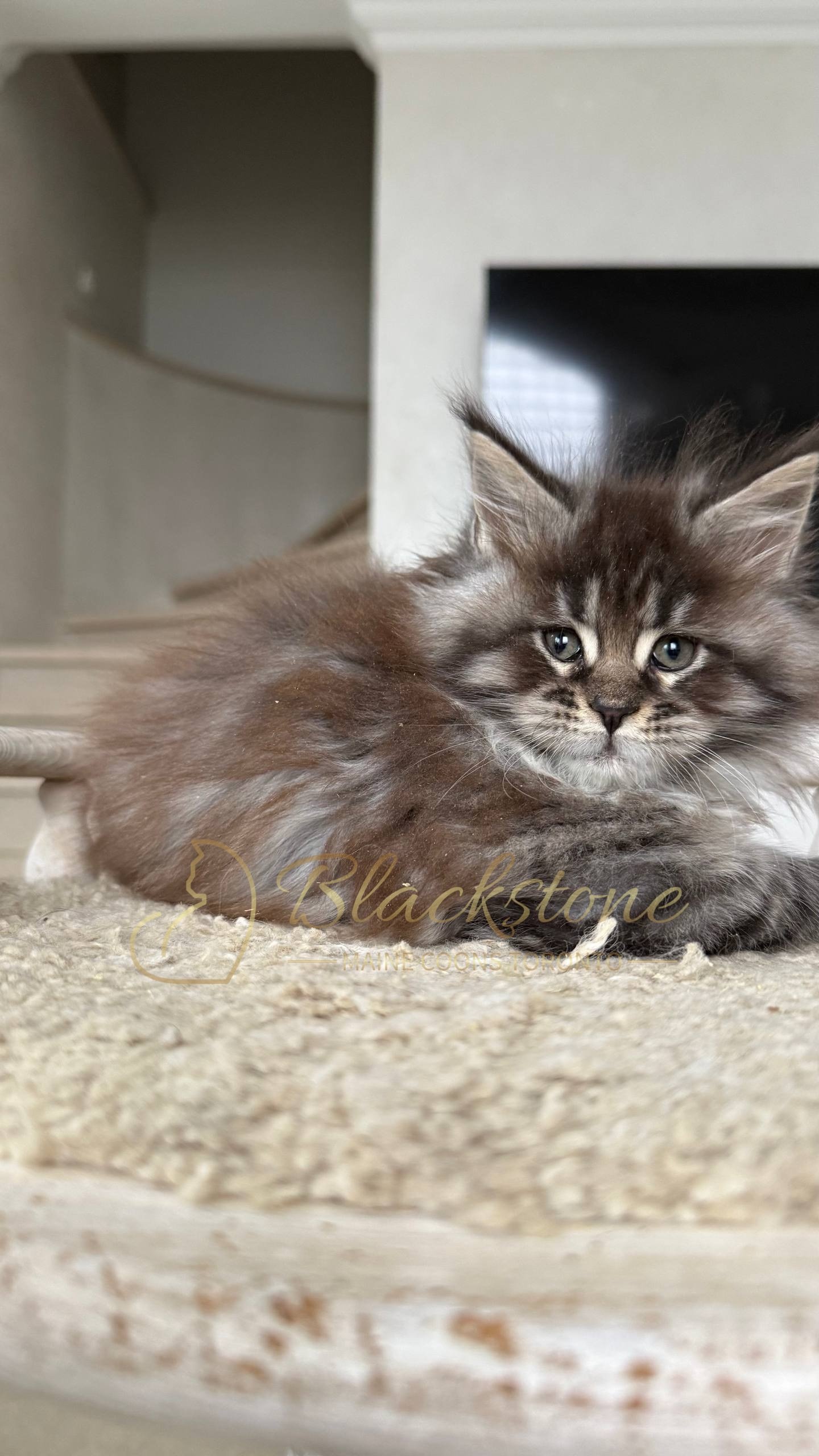 eZy Watermark_05-04-2026_02-33-08-5880PM.JPG