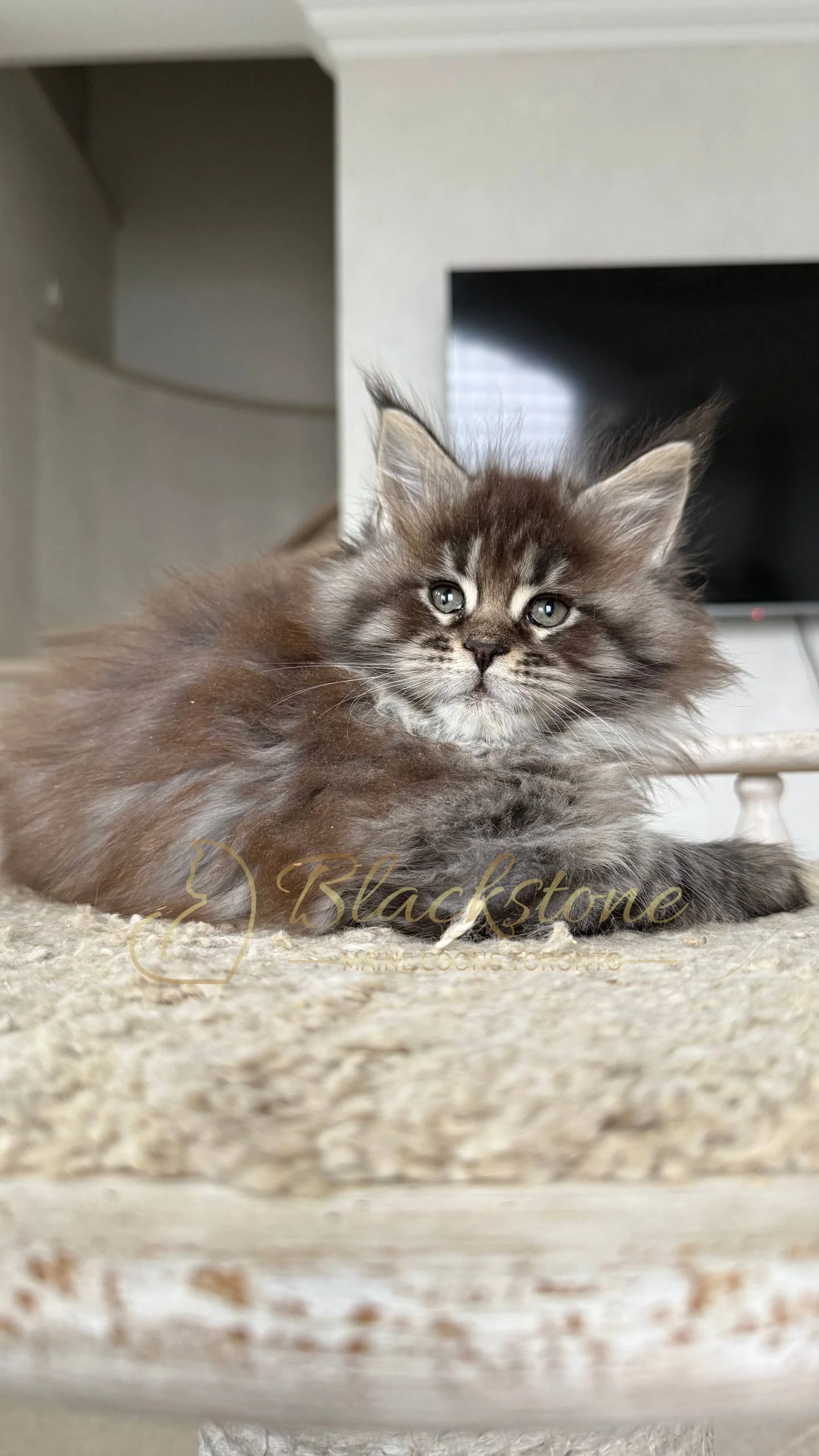 eZy Watermark_05-04-2026_02-33-08-9290PM.JPG