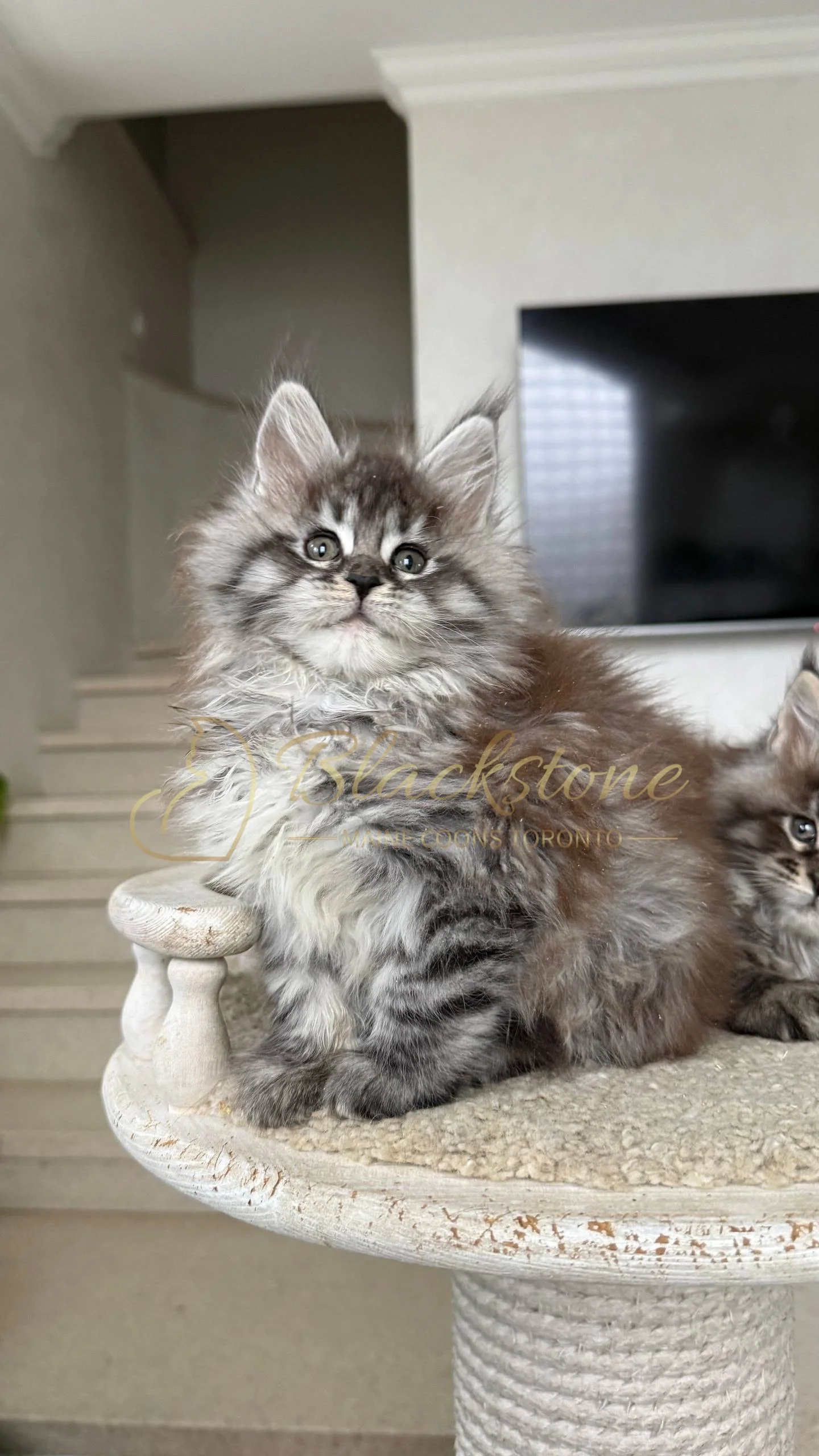 eZy Watermark_05-04-2026_02-54-11-1960PM.JPG